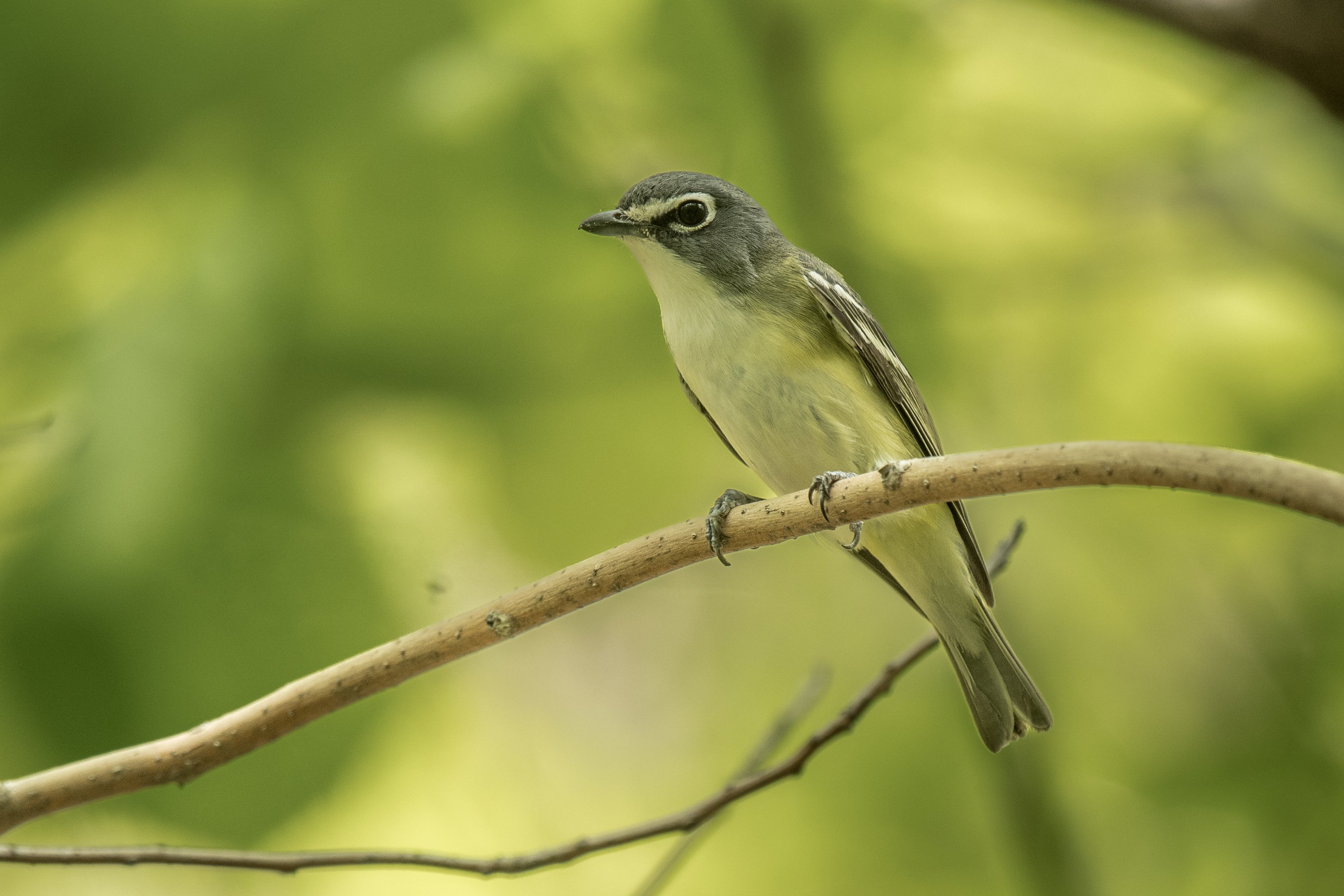 シカゴでバードウォッチング！】 Blue-headed Vireo｜ローリー