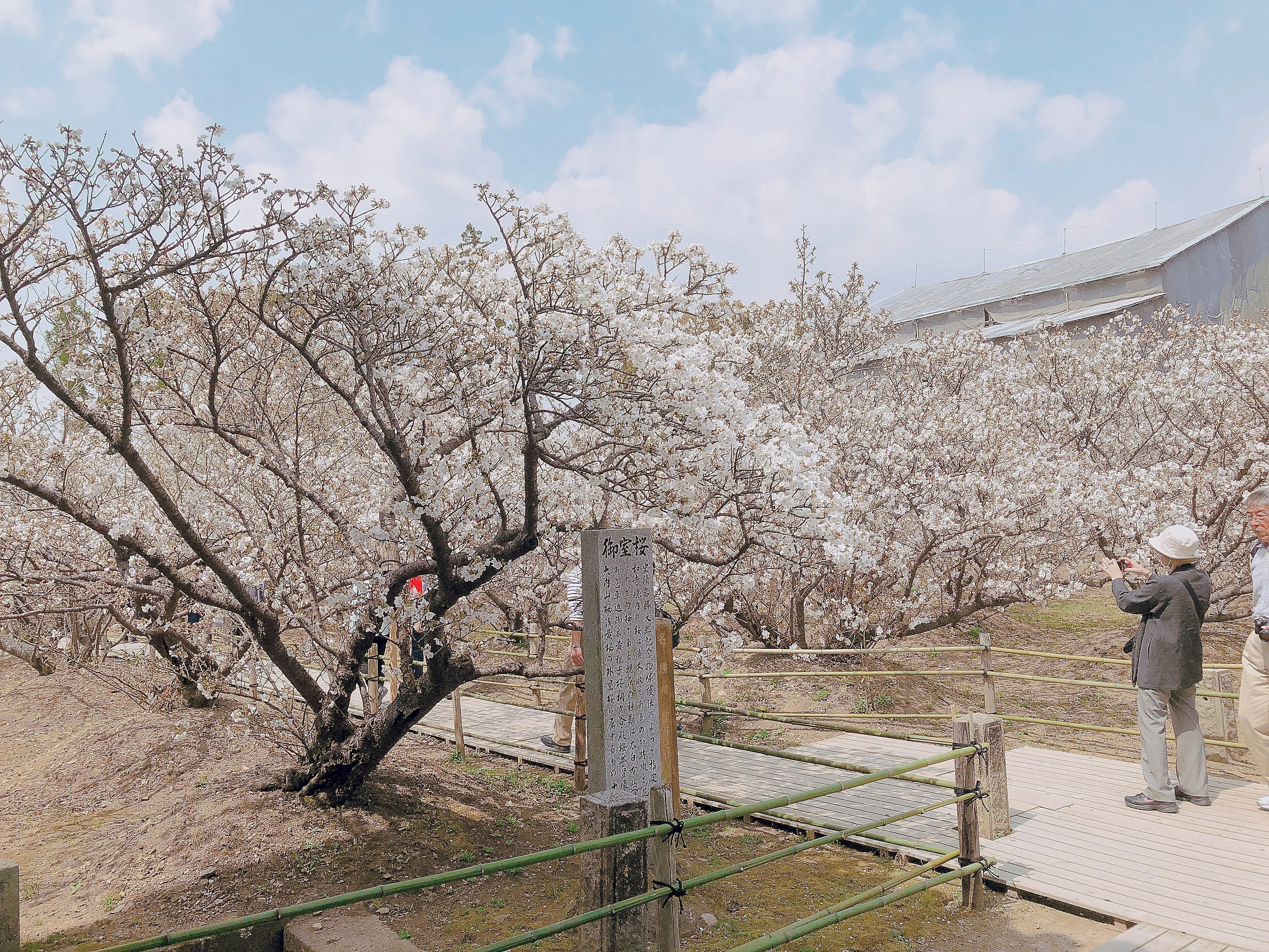 京都市右京区 国宝「御室仁和寺・御室桜・金堂」｜地域文化ライター研究生