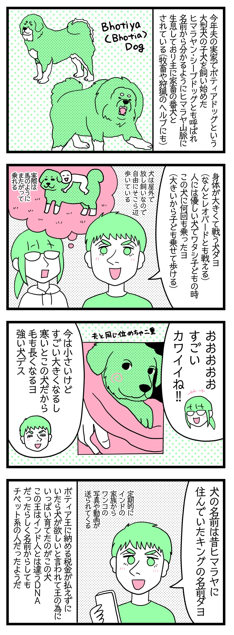 4コマ漫画のテキスト
1:今年夫の実家でボティアドッグという大型犬の子犬を飼い始めた
ヒマラヤン・シープドッグとも呼ばれ名前から分かるようにヒマラヤ山脈に生息しており主に家畜の番犬のとされている(牧畜や狩猟のヘルプにも) 犬の絵
2:身体が大きくて戦う犬だよ
夫「なんとレオパードとも戦える。人には優しい犬で、ワタシ子どもの時この犬に何回も乗ったヨ(大きから子ども乗せて歩ける。2人乗った事も。流石に歩かない笑)。犬は屋外で放し飼いなので自由にそこら辺歩いてる。」子どもがしがみついて乗ってる図を想像する津籠。←実際は馬のようにまたがって乗れる。
3:夫の実家で飼っているボティアドッグの赤ちゃんの写真を見て
津籠「すごいかわいいね」夫「今は小さいけどすごい大きくなるし寒いところの犬だから毛も長くなるヨ。強い犬デス」夫と同じ位めちゃ二重の子犬。定期的にインドの家族からワンコの写真や動画が送られてくる。
4:犬の名前の由来はヒマラヤに住んでいたキングの名前
ボティア王に納める税金が払えずにいたら犬が欲しいと言われて王の為にいっぱい育てたのがこの犬。王はインド人とは違うDNAだったらしく名前からしてもチベット系の人だったようだ