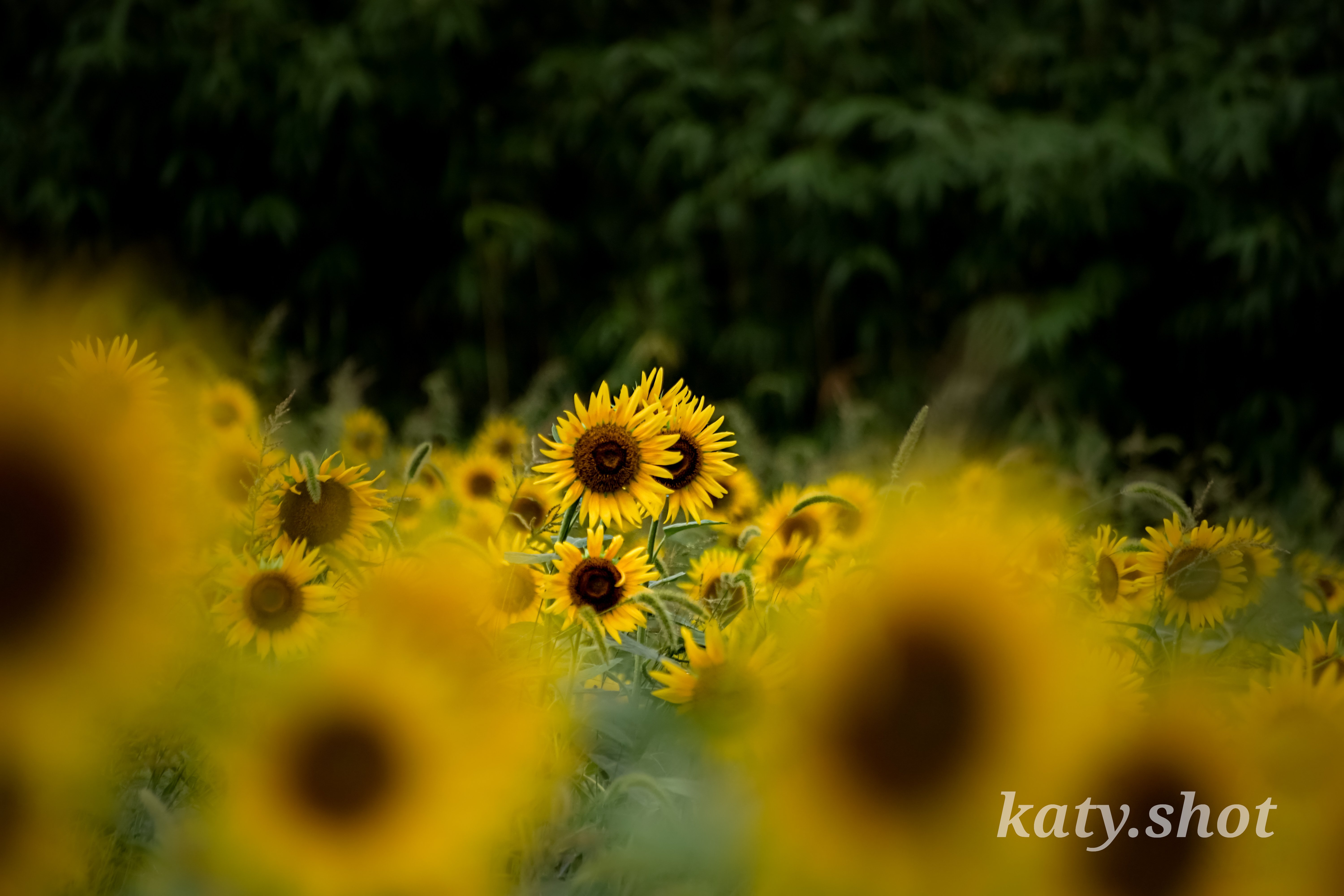 カメラ初心者必見】ひまわり畑を題材に24㎜~600㎜までの焦点距離の