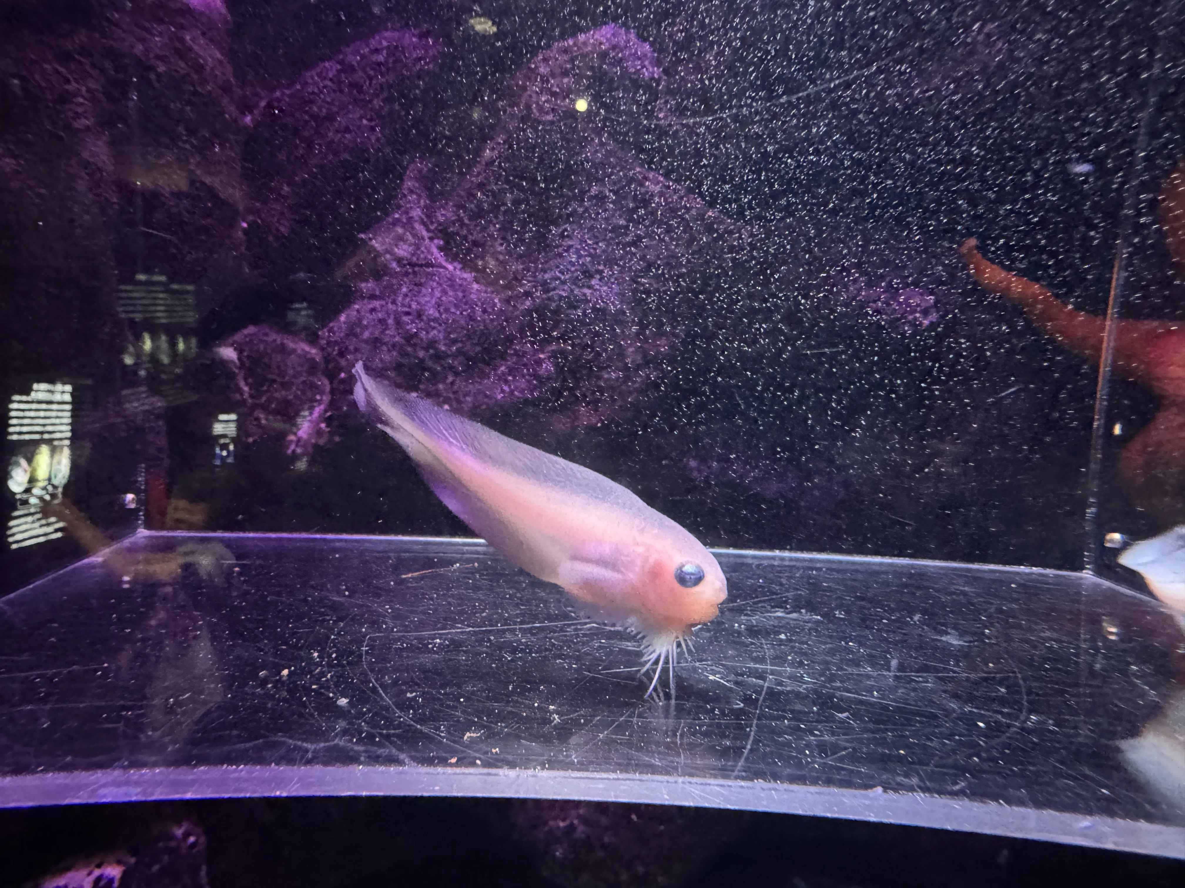 海を越え 縁をつないだ ザラビクニン｜上越市立水族博物館 うみがたり