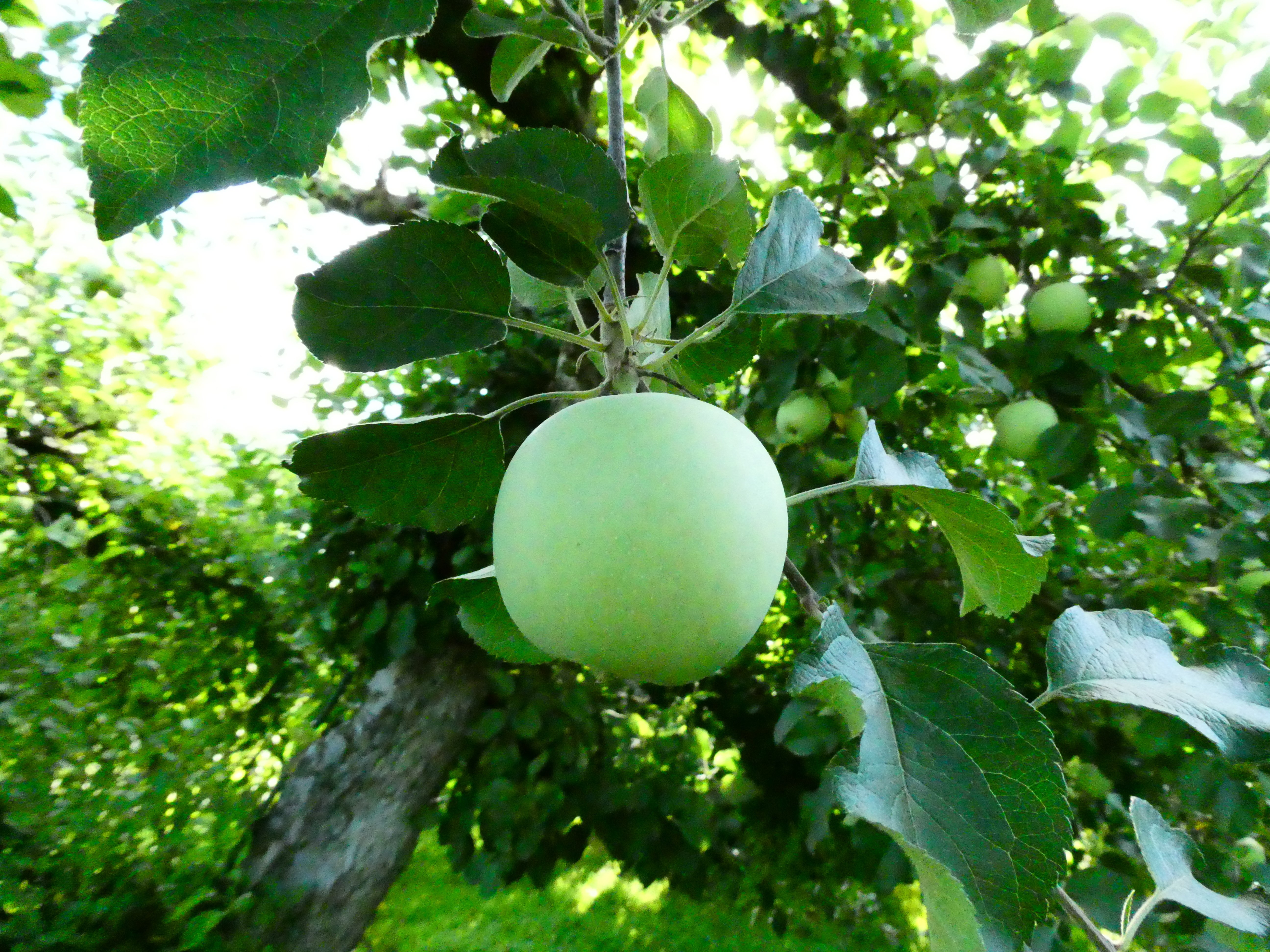 りんごの生育レポート＃2025年8月｜クニミノマド オーナー制度