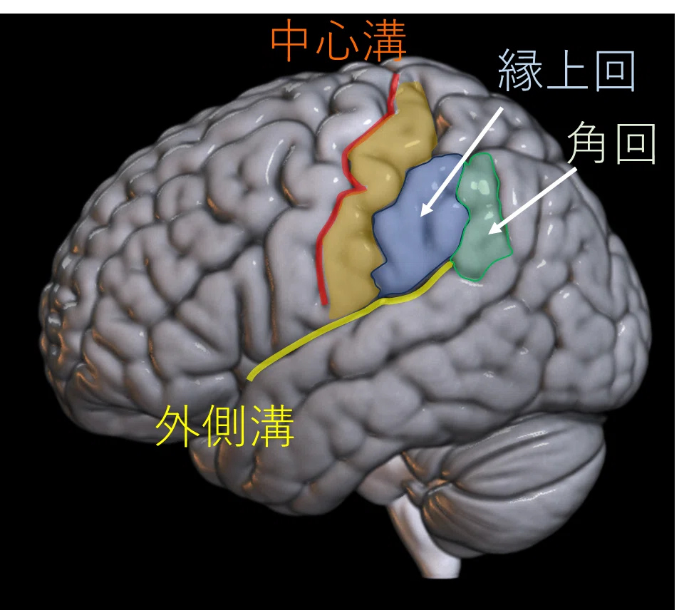 リハビリテーションと脳画像⑧ーMRI・CTによる縁上回と角回の同定ー|J. Rehabilitation
