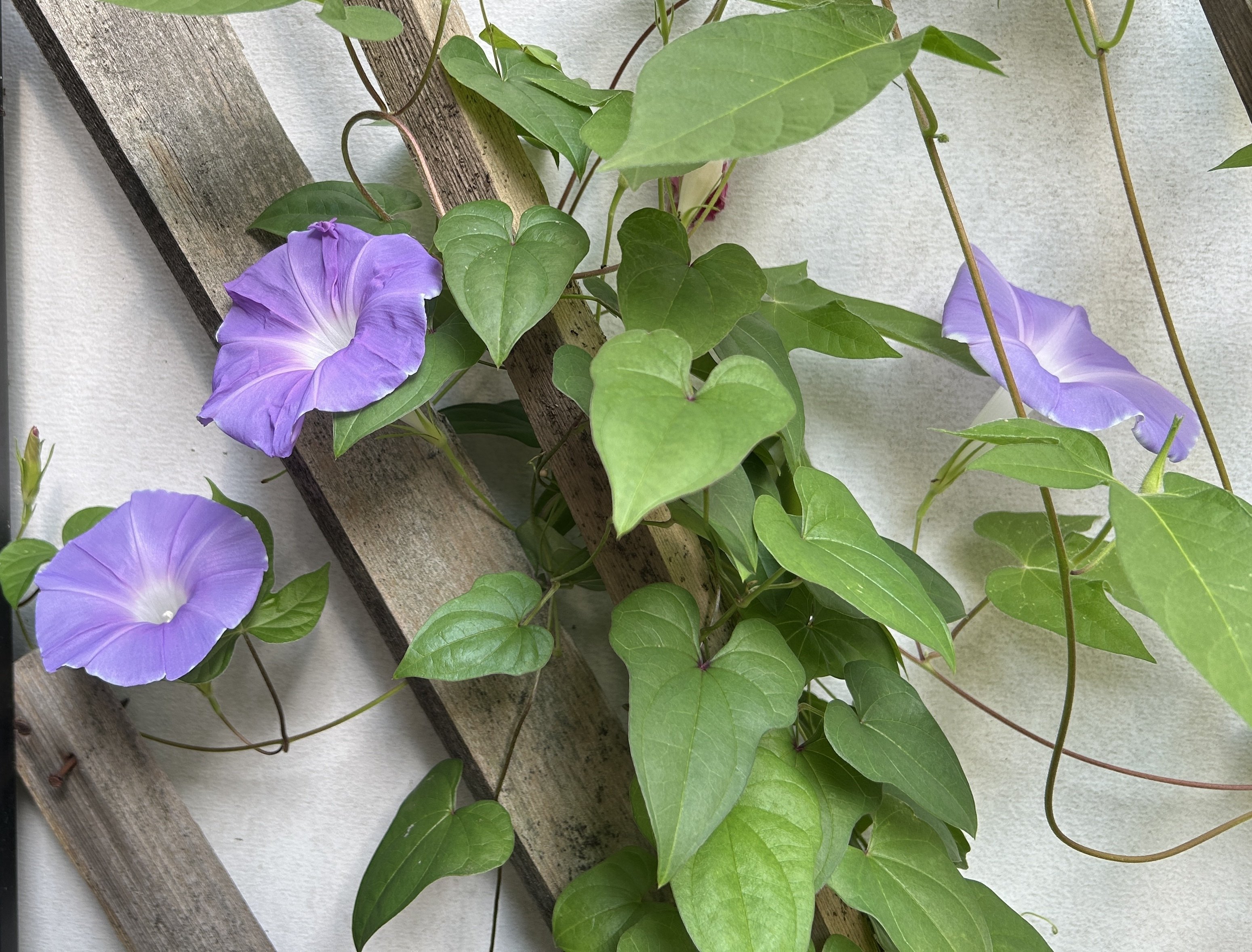 503 【CoCoババ様】ペンダントライト ステンドグラス レトロ 北欧 LED 503 【CoCoババ様】ペンダントライト ステンドグラス レトロ