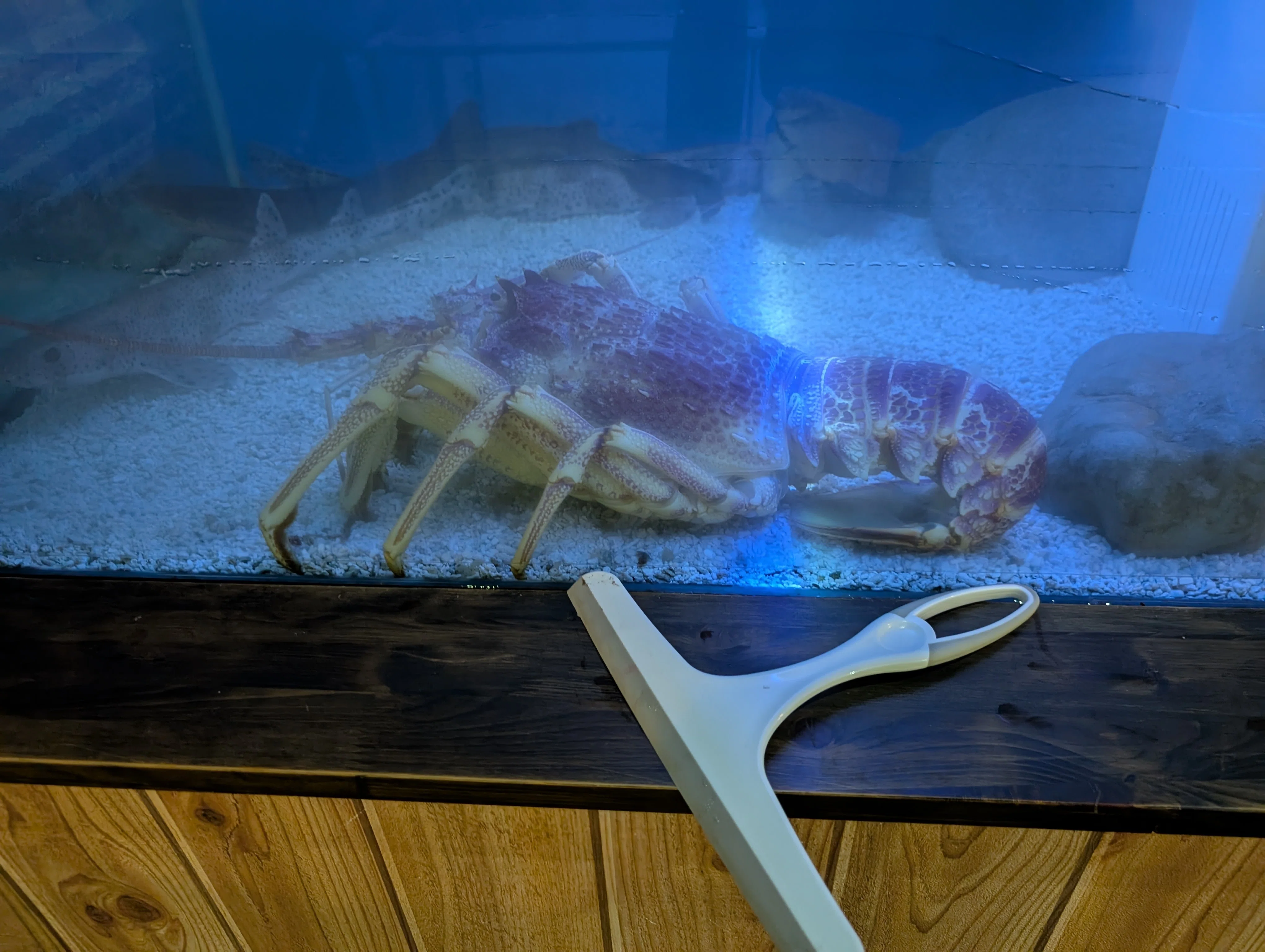 たくさん歩く(エビとカニの水族館)#636｜やん（矢野達也）