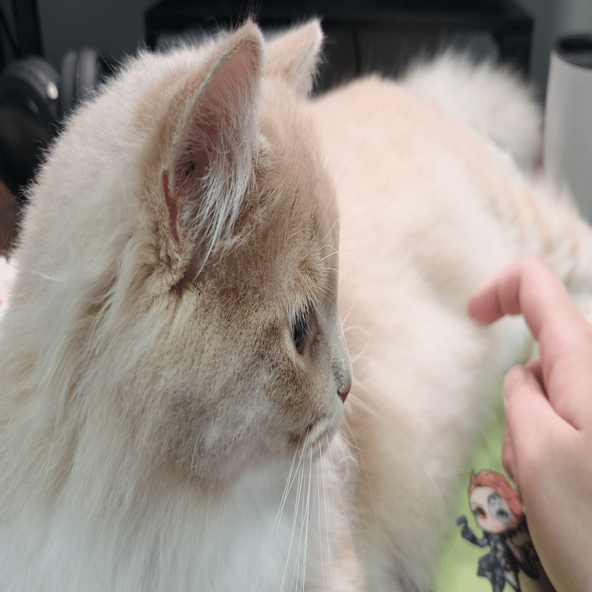 また、久しぶりに言われた(笑) 『黒い色の生き物マジで気持ち悪い』 前に黒猫飼ってた時も言われて、その後のサビ猫の時も言われて、今は黒兎で言われた(笑)  可愛過ぎて、焼きもちで言ってんのかな？って思うようにしてる🤣(笑) だって、ウチのココ🐰は、バチクソ可愛い ..., image size:2000x1130