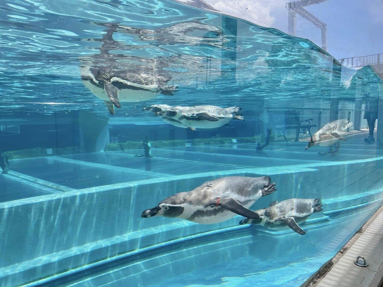 ペンギンの水槽と赤く染まる球場と。家族で歩いた夏の道 ～長崎帰省旅