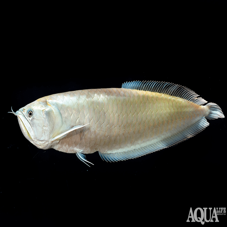熱帯魚飼育のキホン 〜第1回〜水槽や飼育器具の準備編｜月刊アクア