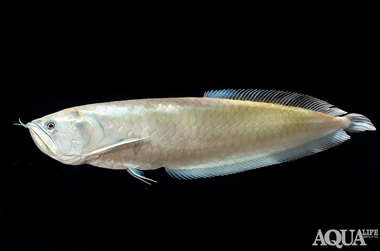 熱帯魚飼育のキホン 〜第1回〜水槽や飼育器具の準備編|月刊アクア 熱帯魚飼育のキホン 〜第1回〜水槽や飼育器具の準備編|月刊アクア