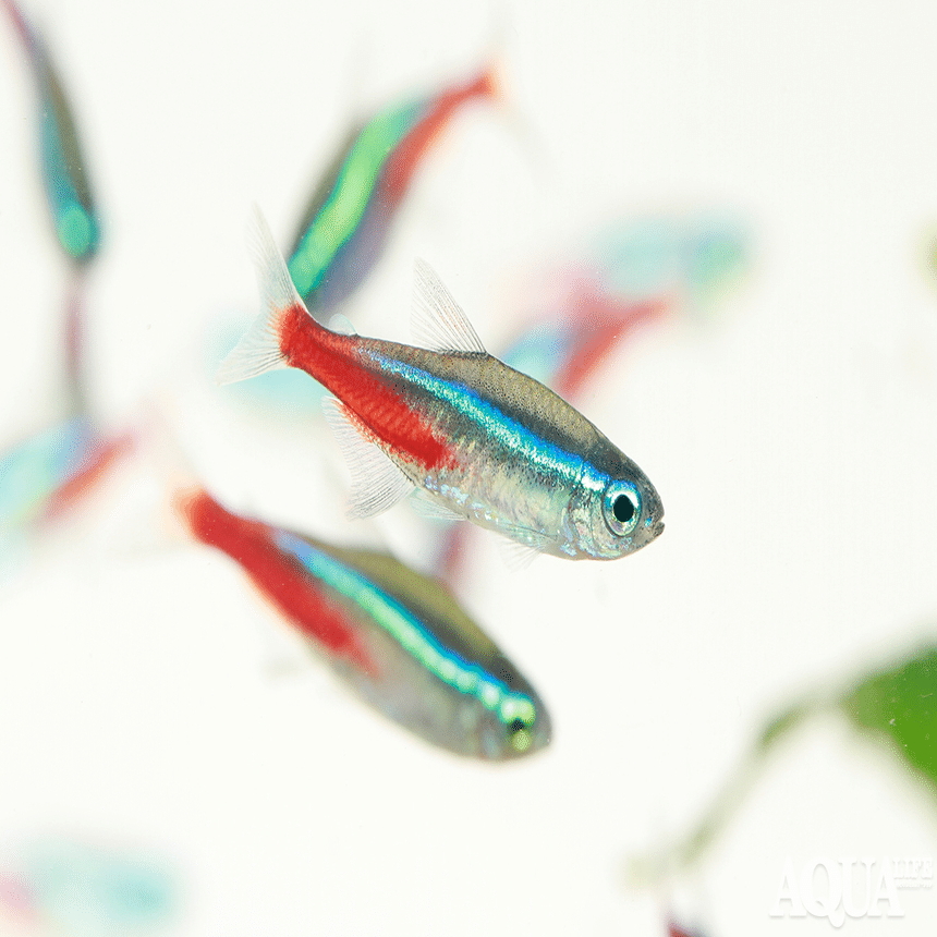 熱帯魚 飼育備品 色々 あります Amazon | テトラ (Tetra) スマート熱帯魚飼育セットSP-17TF (水槽容量