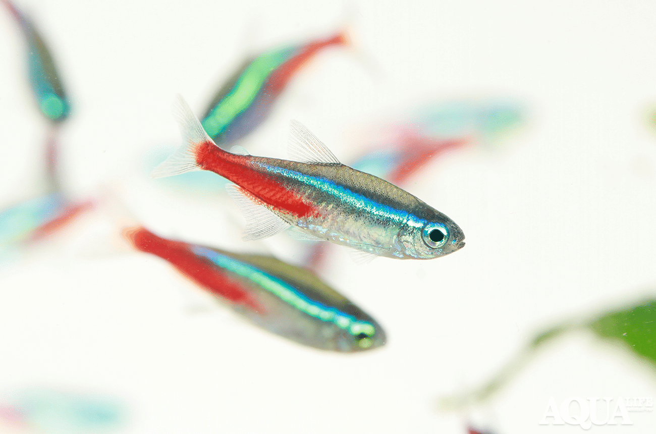 熱帯魚飼育のキホン 〜第1回〜水槽や飼育器具の準備編|月刊アクア 熱帯魚飼育のキホン 〜第1回〜水槽や飼育器具の準備編|月刊アクア