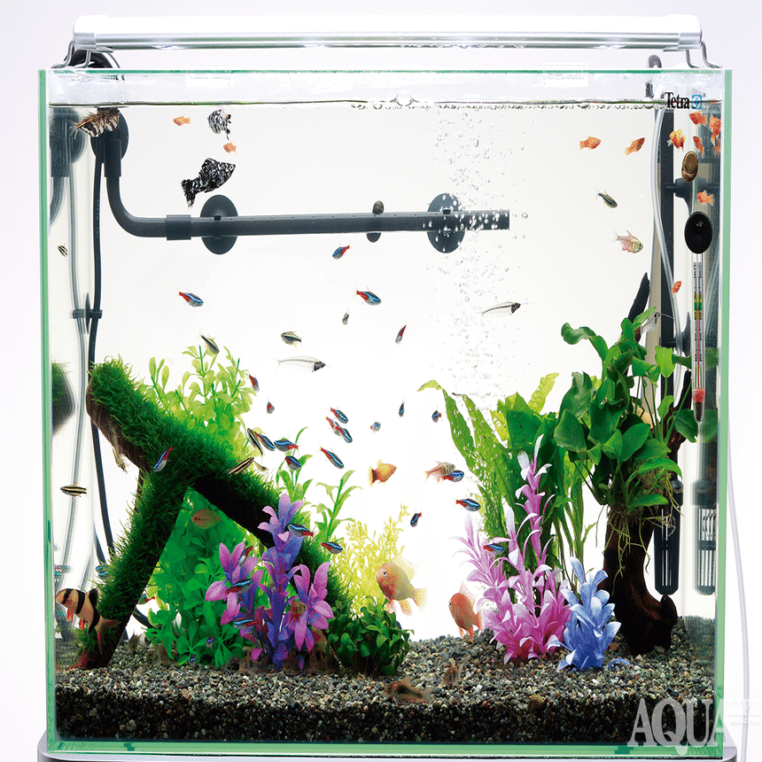 熱帯魚飼育のキホン 〜第1回〜水槽や飼育器具の準備編｜月刊アクア