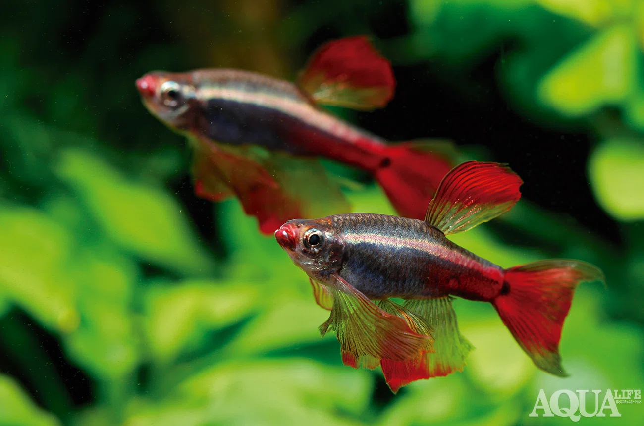 熱帯魚飼育のキホン 〜第3回〜水槽を立ち上げろ！ ろ過バクテリアの 