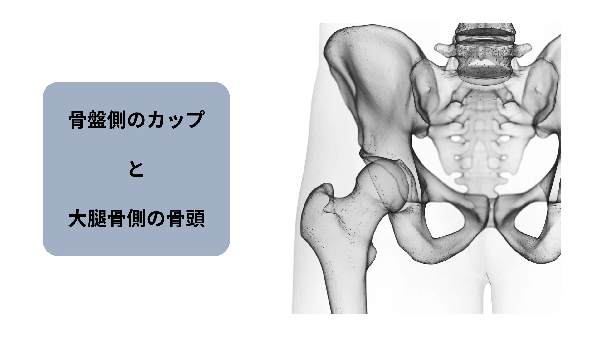 股関節のつまり』の原因はコレ！解剖からわかる2つのアプローチ方法