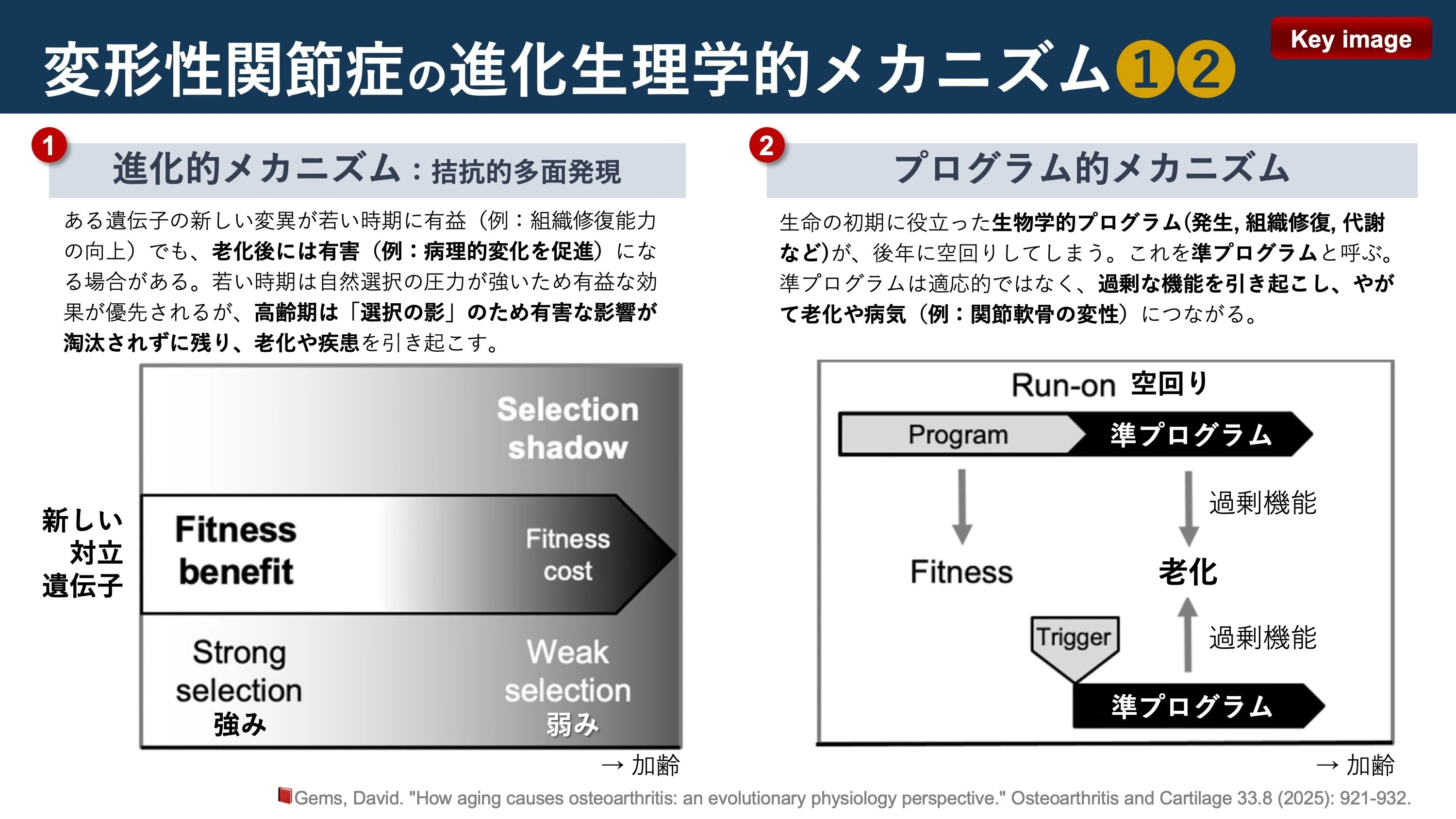 進化生理学”からみた変形性関節症｜Super Human | 理学療法士／保健学