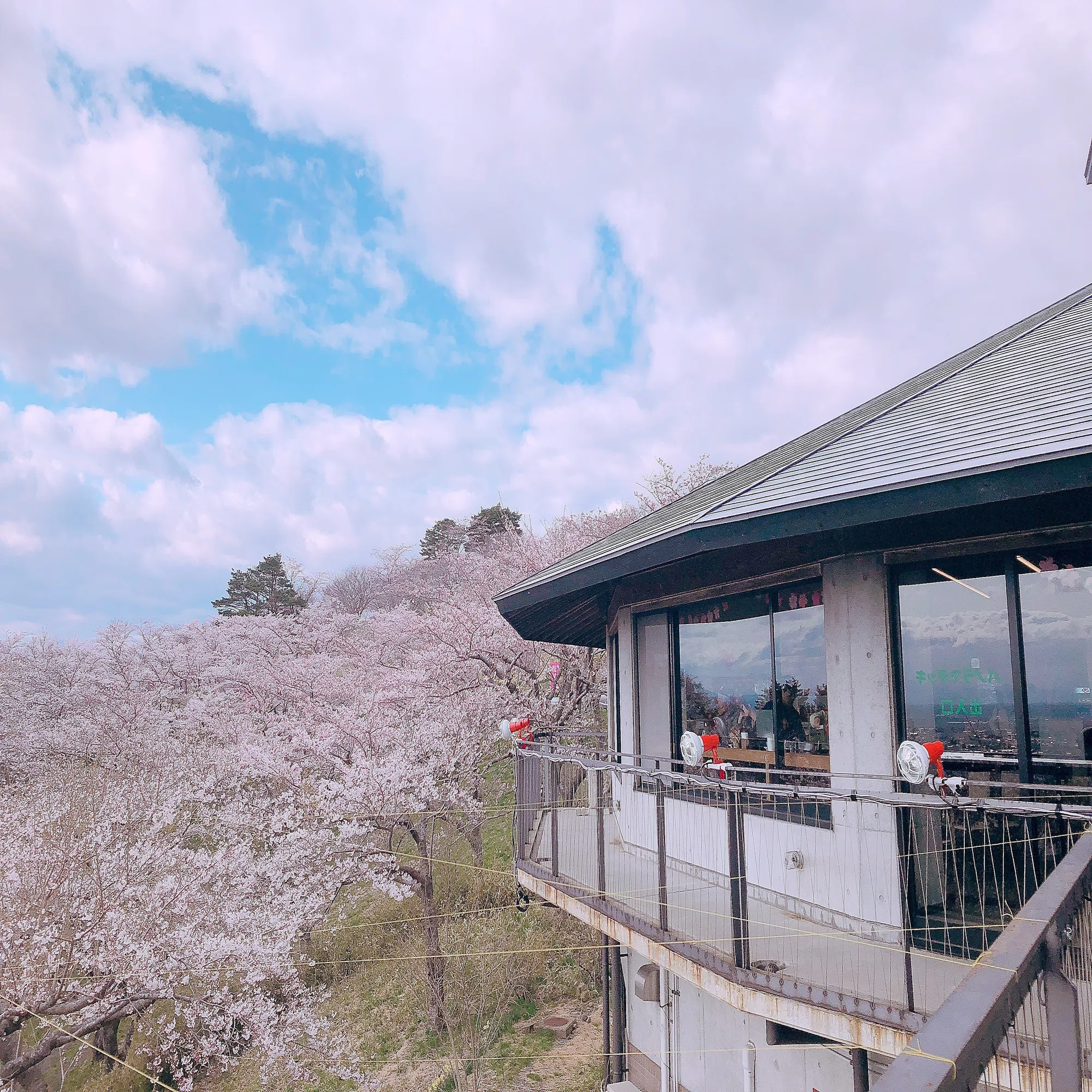 加護 坊山 の 千本 桜