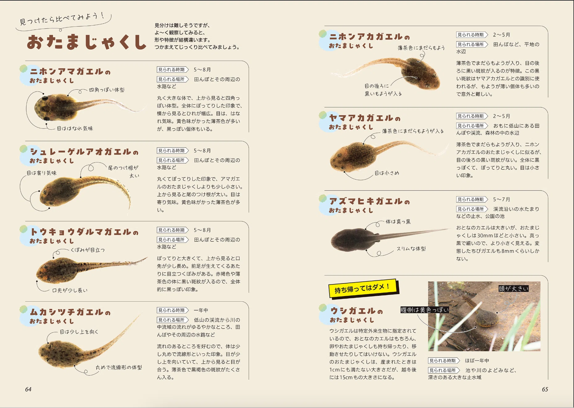 カエル好きが、心からおすすめするカエル本。｜ヤマケイの本