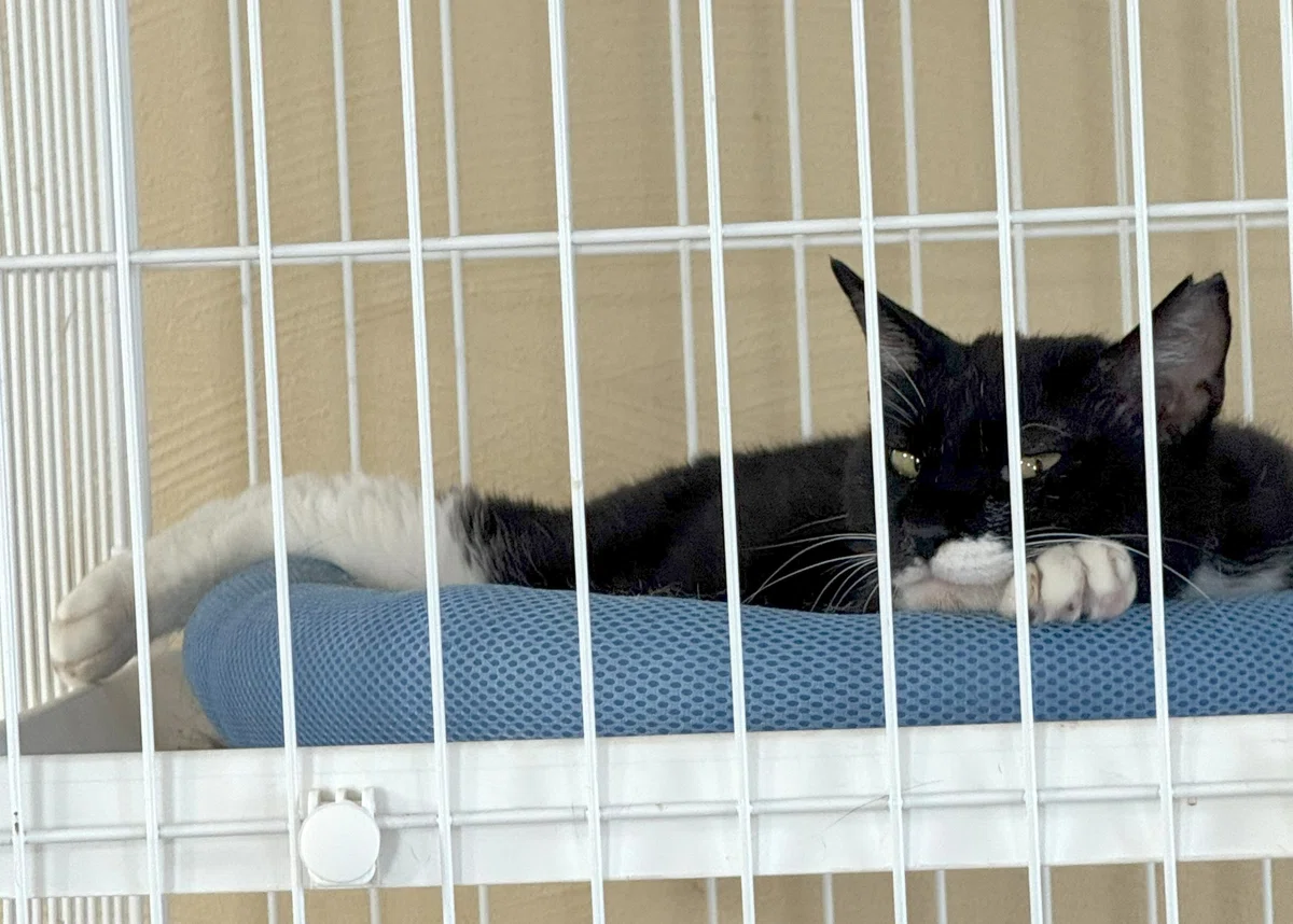 The Black and White Cat Succeeds at 'Hand-Feeding' [Syspo Rescue Cat ...
