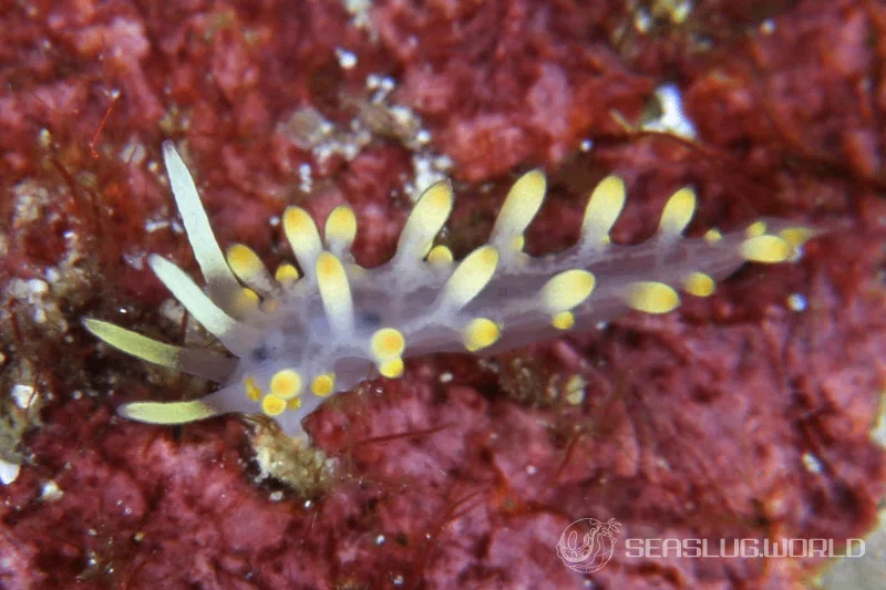 コガネミノウミウシに学名がつきました｜世界のウミウシ