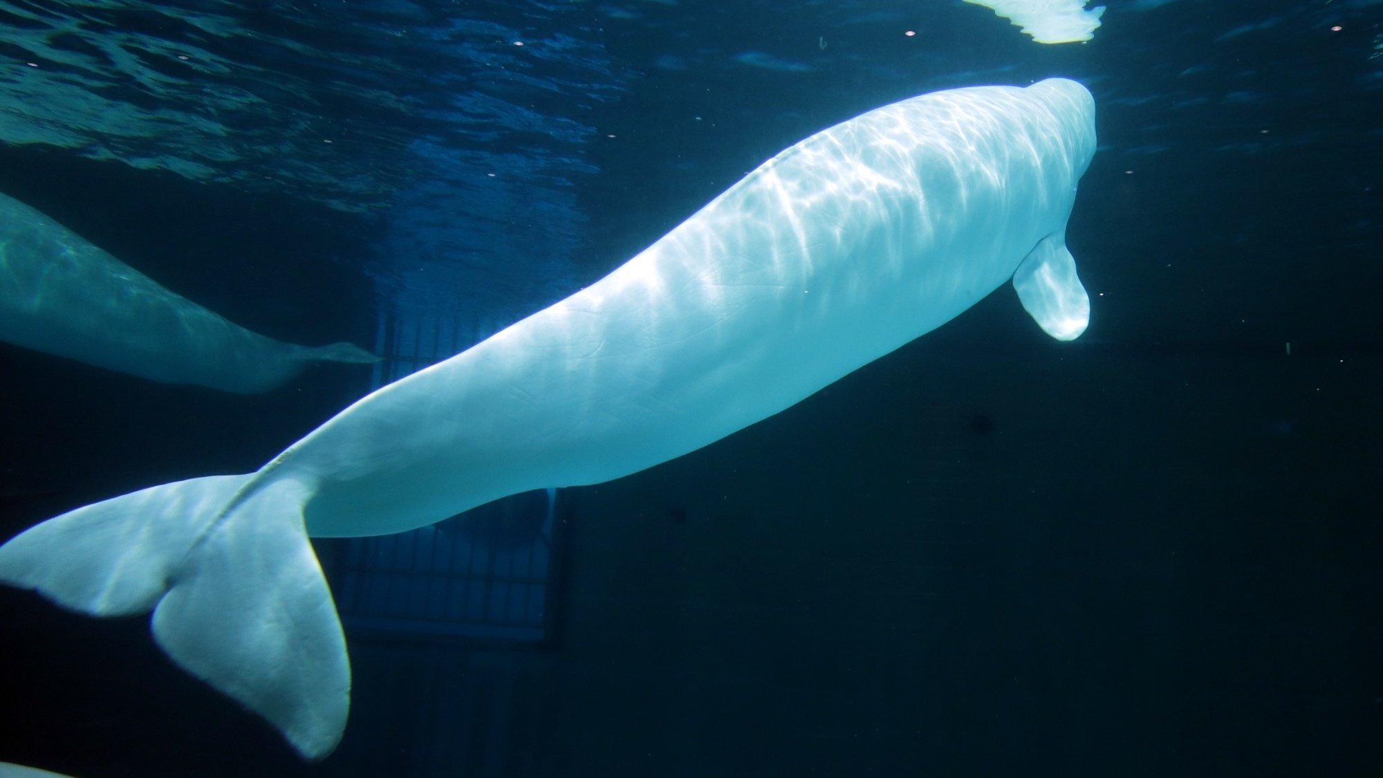 水族館好きが偏愛を語る vol.21『水族館のベルーガを楽しむ』｜伊藤
