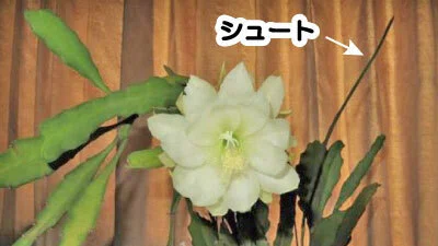 月下美人の剪定時期と増やし方｜初心者でも失敗しない育て方のコツ