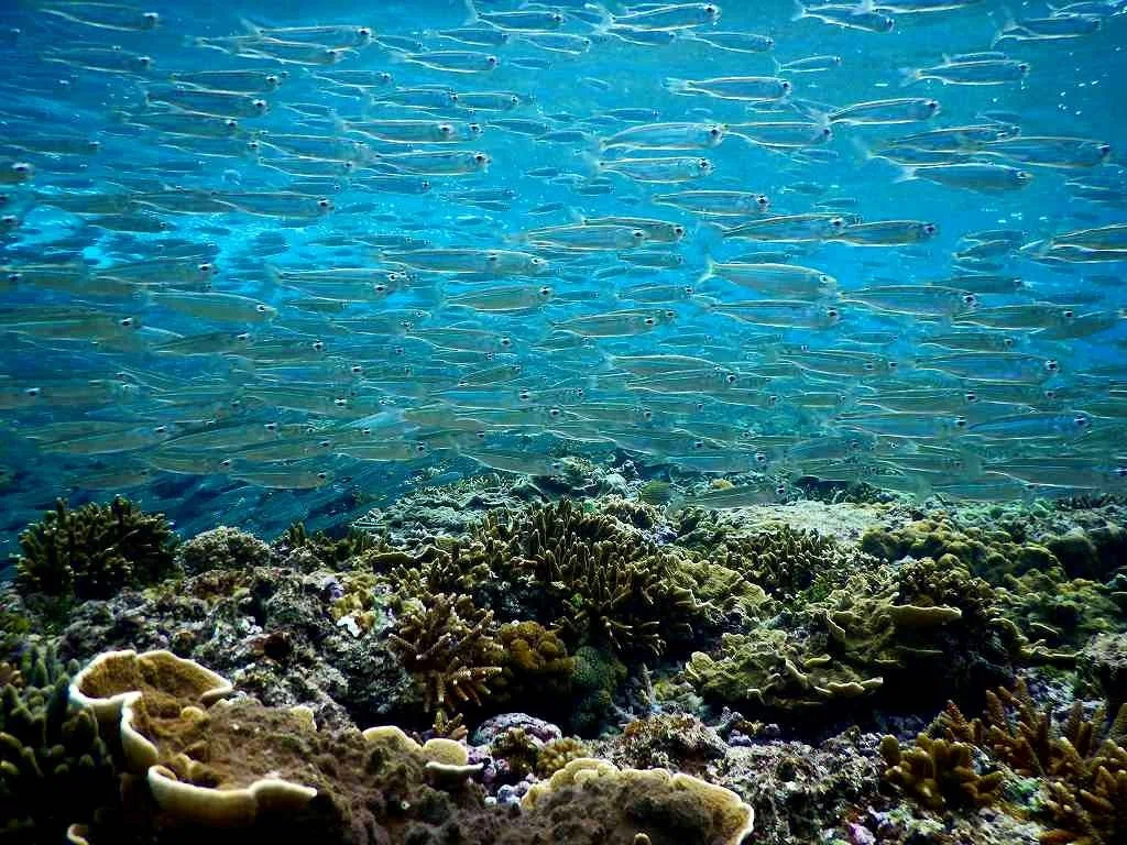 ダイビングなら魚の群れと同じ目線に！沖縄で広がる世界｜kaito_diving