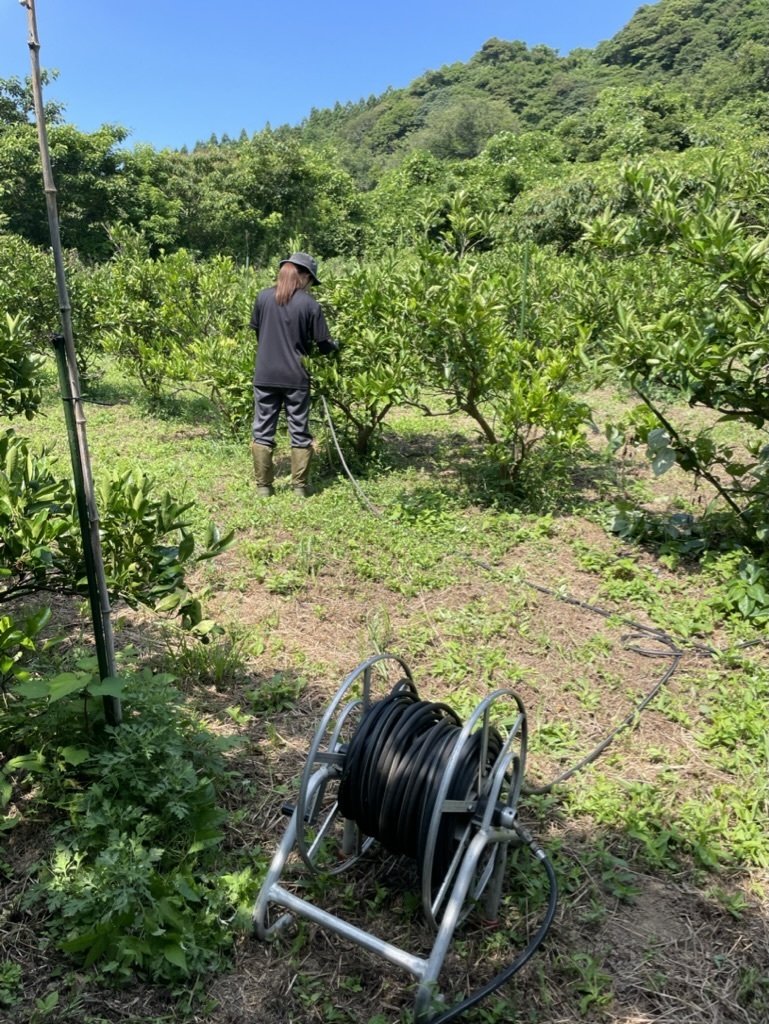 専用、速達5点】ピンクミカンス 斑入り(安心の発根活着済み