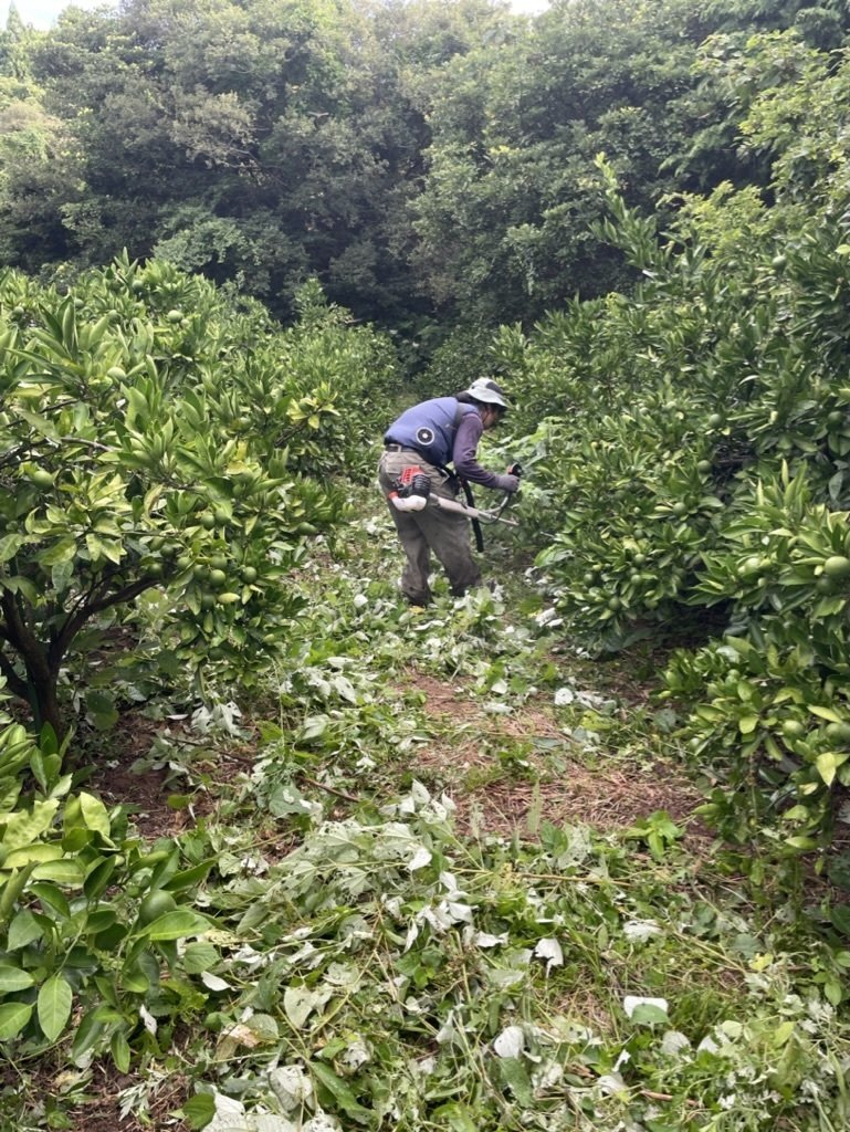 【専用、速達5点】ピンクミカンス 斑入り(安心の発根活着済み) 専用、速達5点】ピンクミカンス 斑入り(安心の発根活着済み)