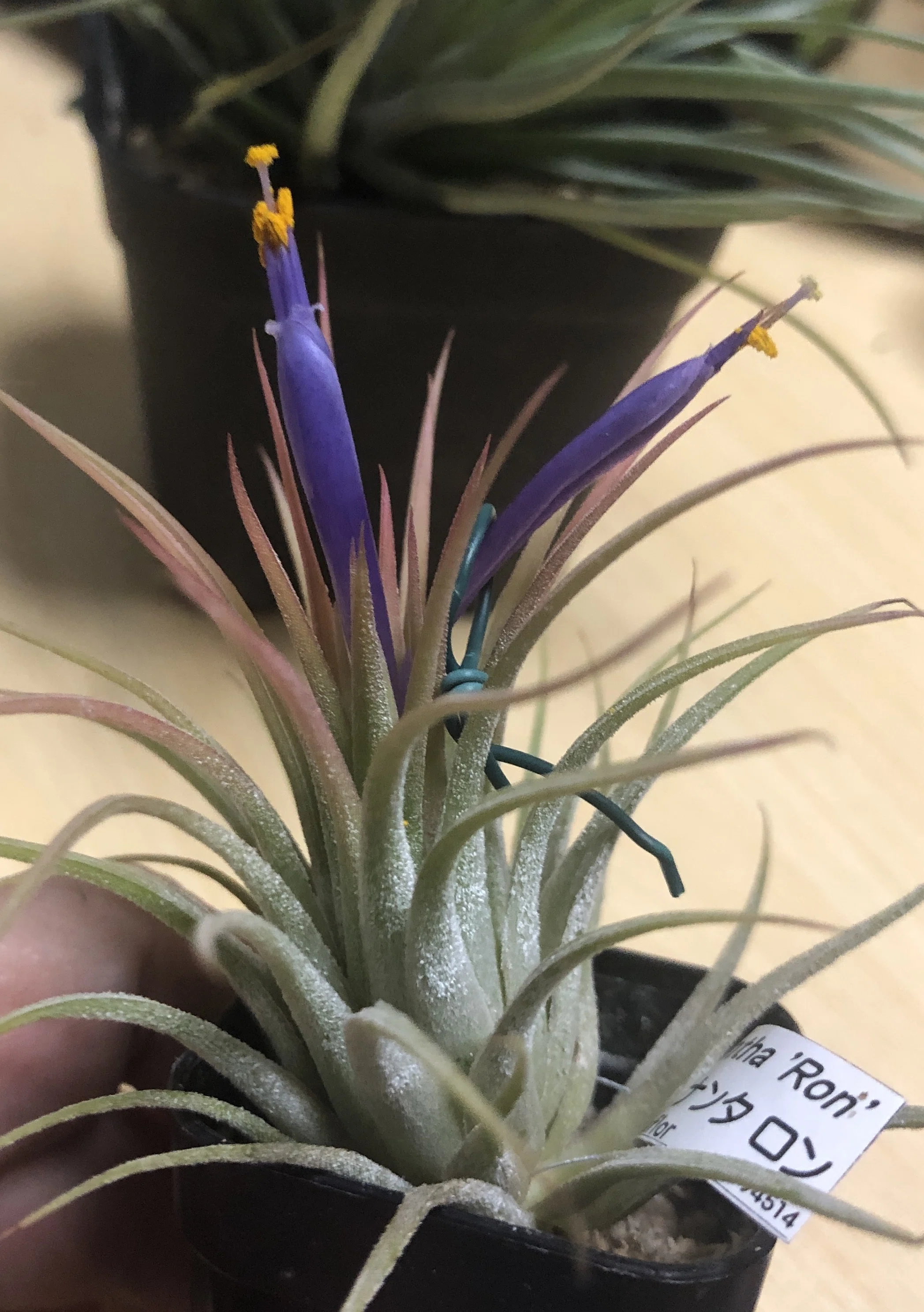 Tillandsia Location｜たおた🌵Bizarre Shore