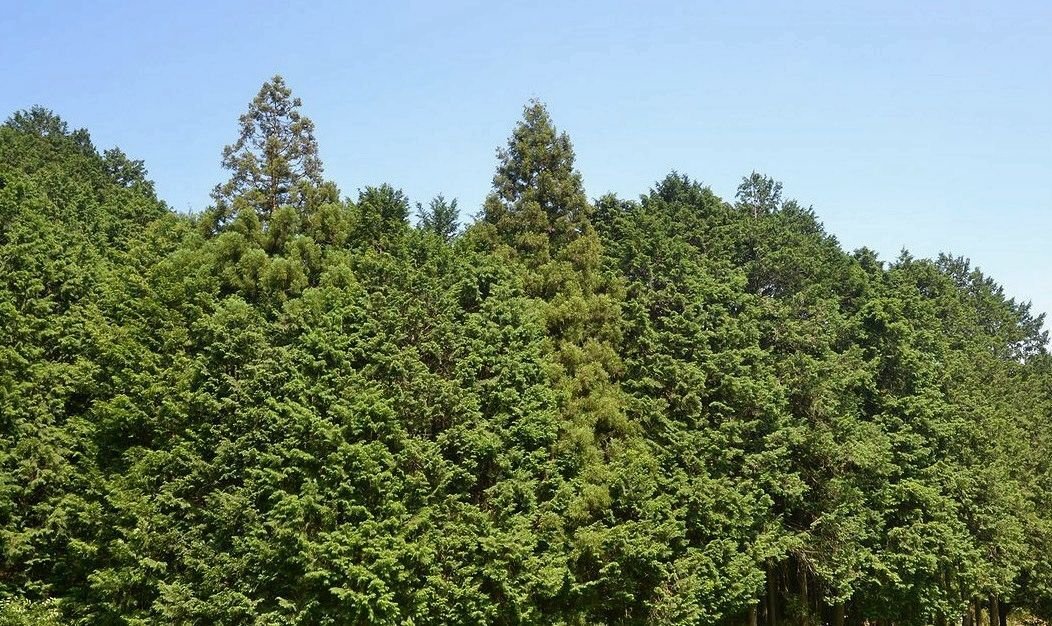 針葉樹.広葉樹.木地師 1／5｜大藏達雄