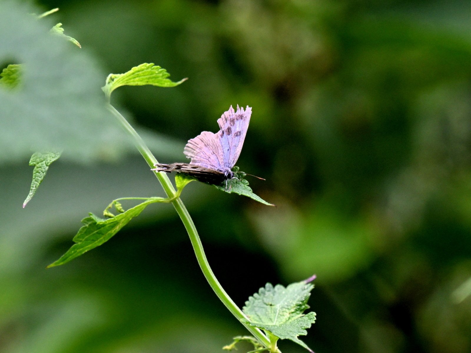 蝶日記】8月前半のまとめ｜Makoqujila_note