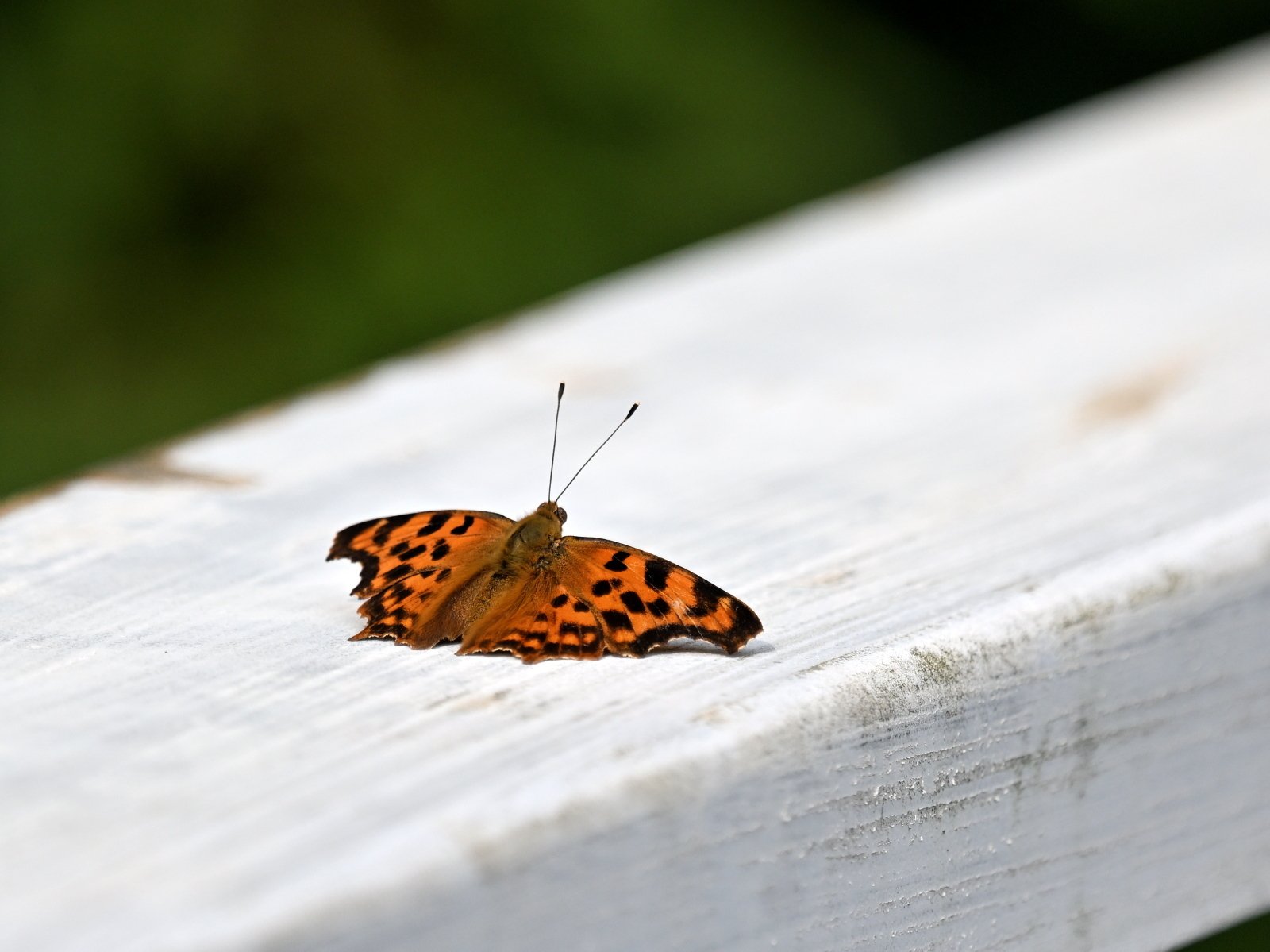 蝶日記】8月前半のまとめ｜Makoqujila_note