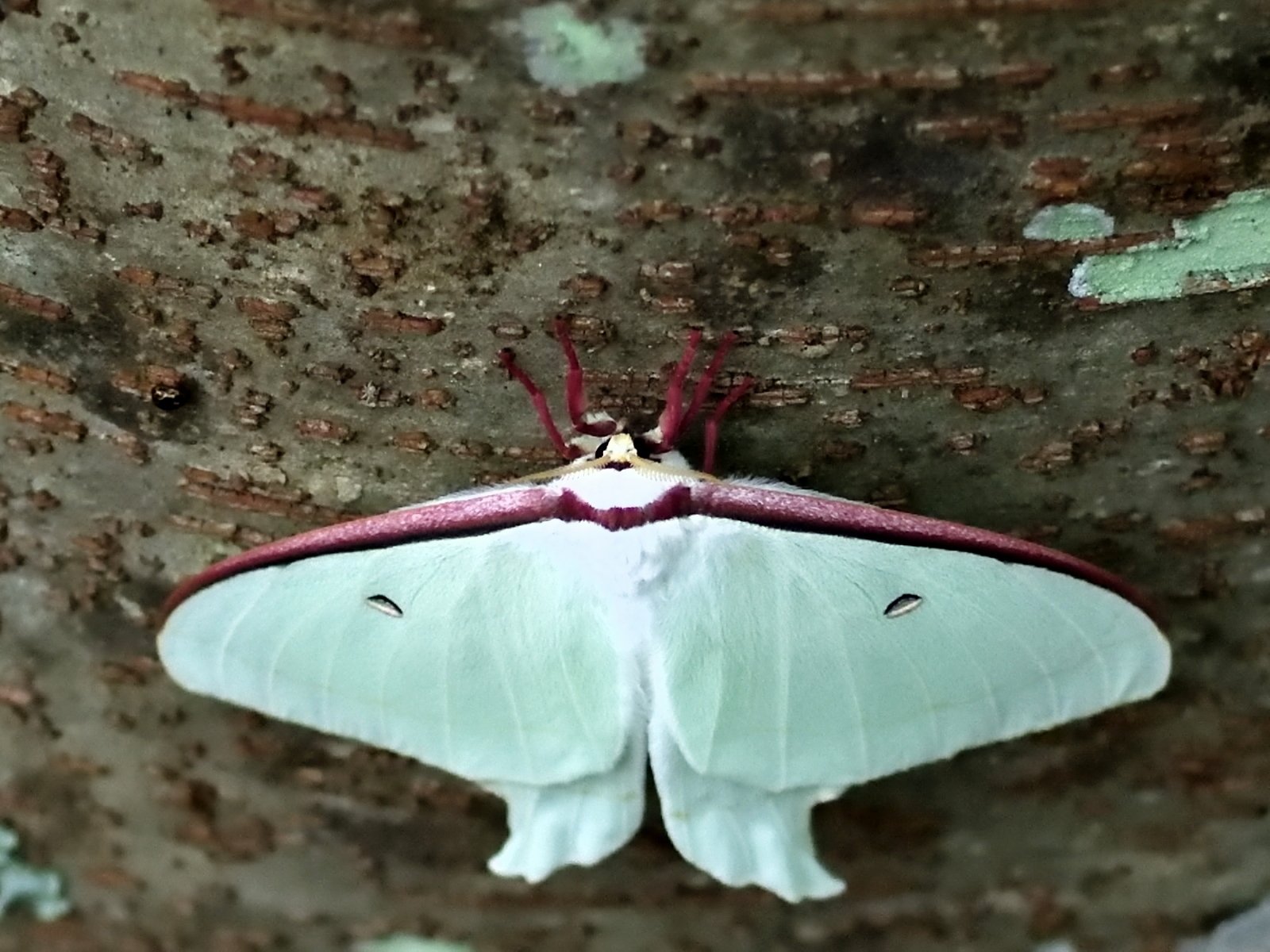蝶日記】8月前半のまとめ｜Makoqujila_note