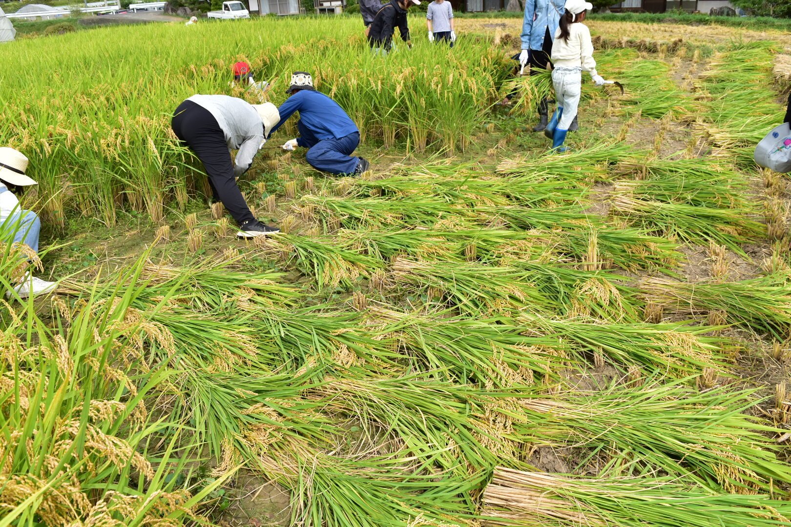 mikke 昔ながらの稲刈り体験🌾2025」開催案内｜mikke