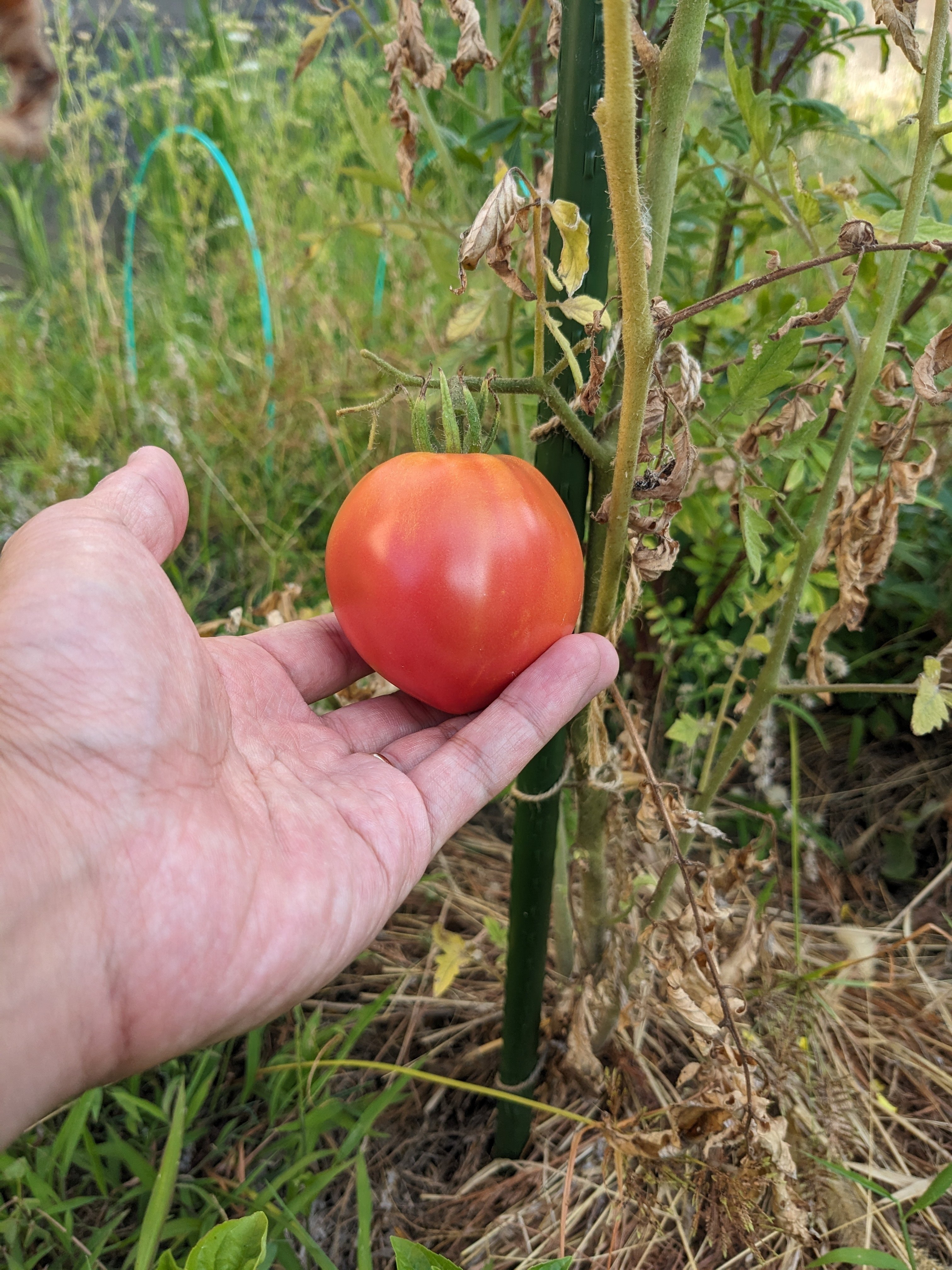 自然農×栽培記録】ついにできた