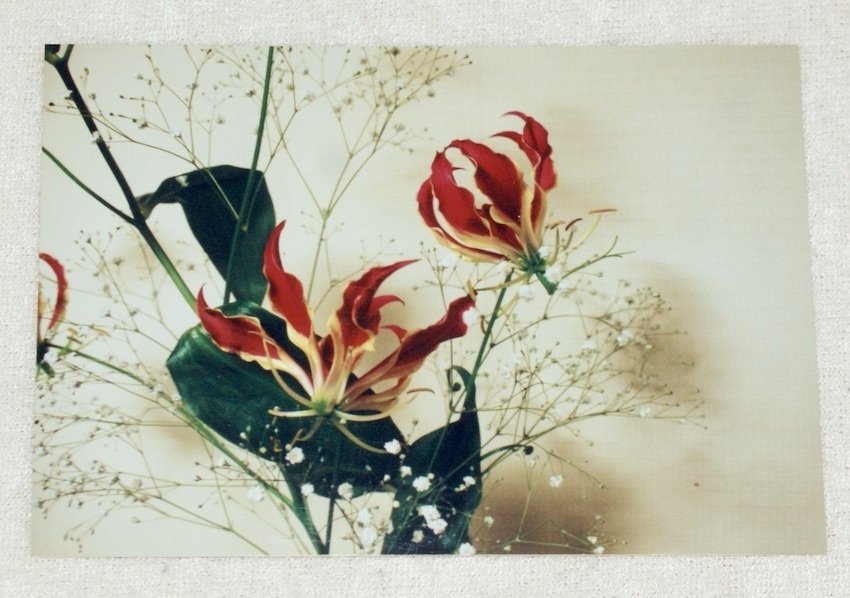 絵画 P6 グロリオサ gloriosa グロリオサ Gloriosa #グロリオサ #gloriosa #flamelily