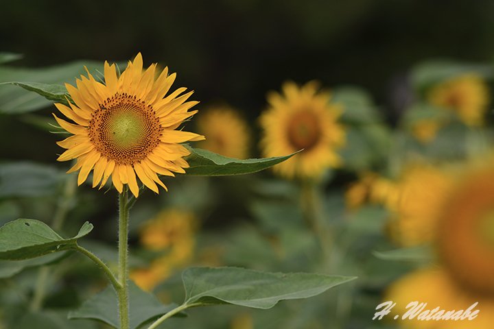 flowers No.62｜渡邊博士