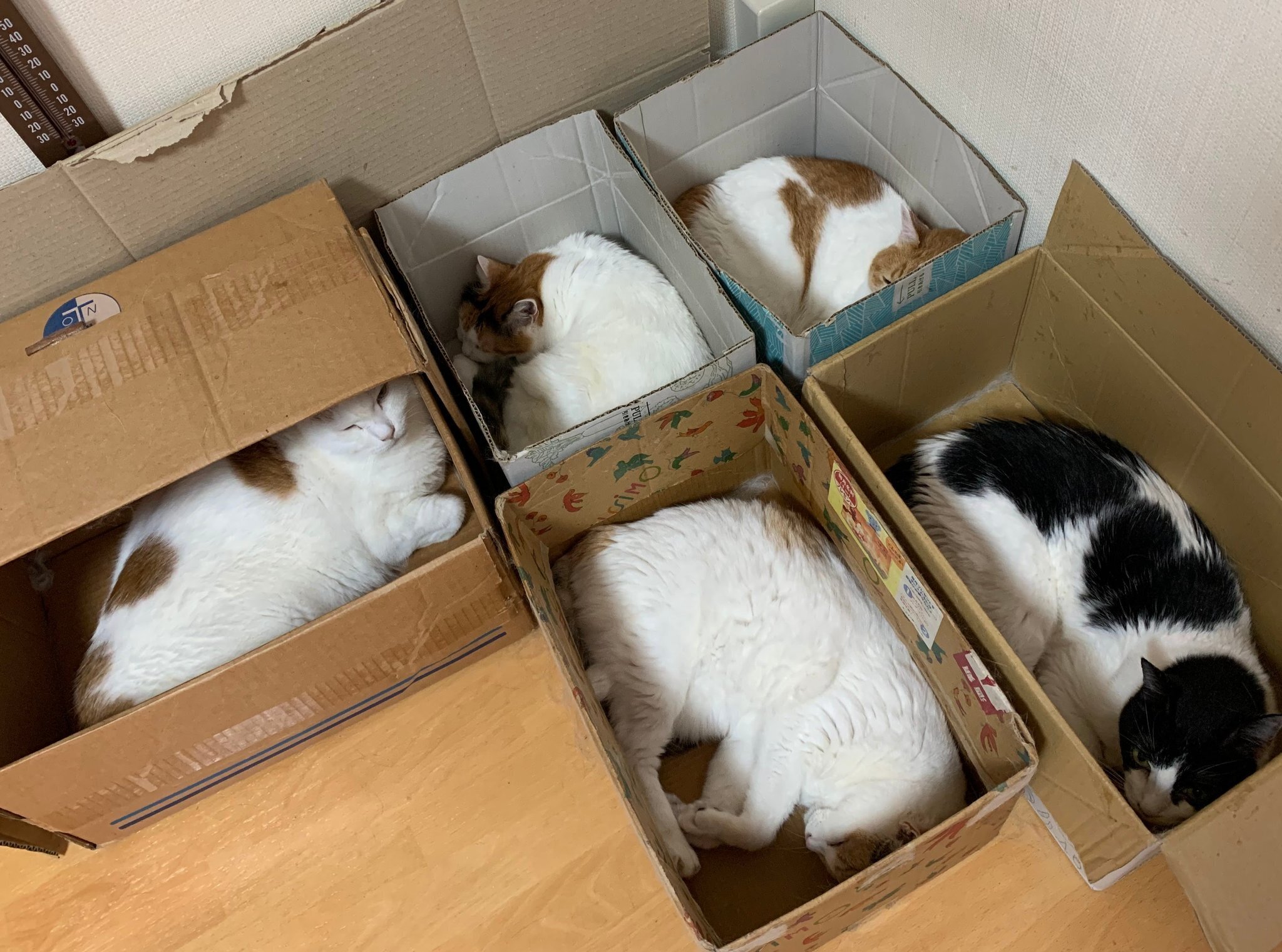 梱包完了ですニャ」1箱に1匹ずつ入る猫たちの収まり具合が良すぎて