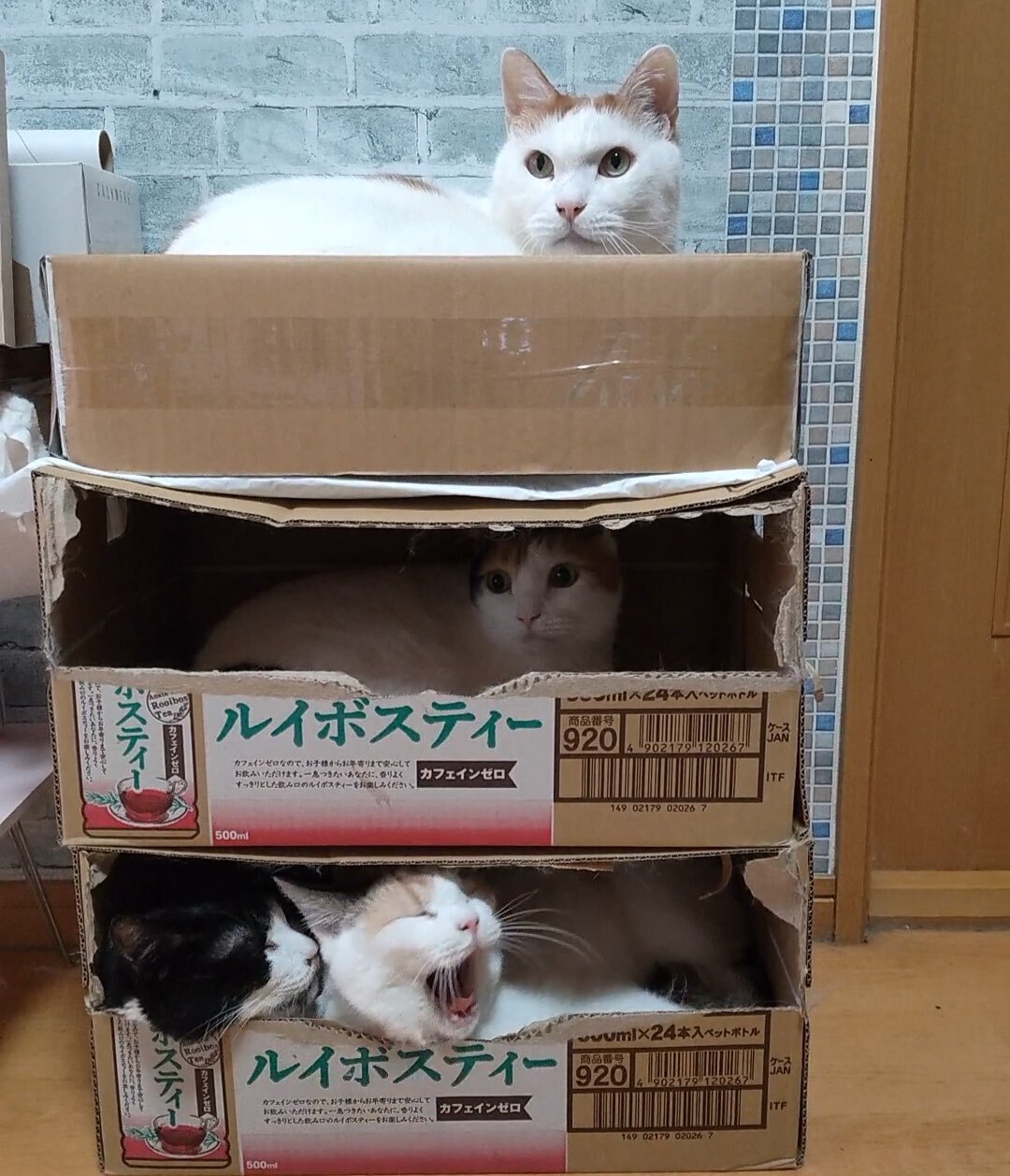 黒猫のくーちゃん 訳ありせっこう2gまとめて梱包、訳あり角まとめて梱包1箱 梱包完了ですニャ」1箱に1匹ずつ入る猫たちの収まり具合が良すぎ