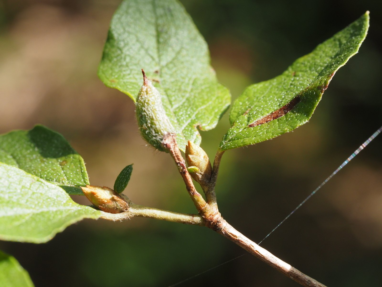 コバノミツバツツジ【品番3373】 コバノミツバツツジ【品番3373】 落葉樹