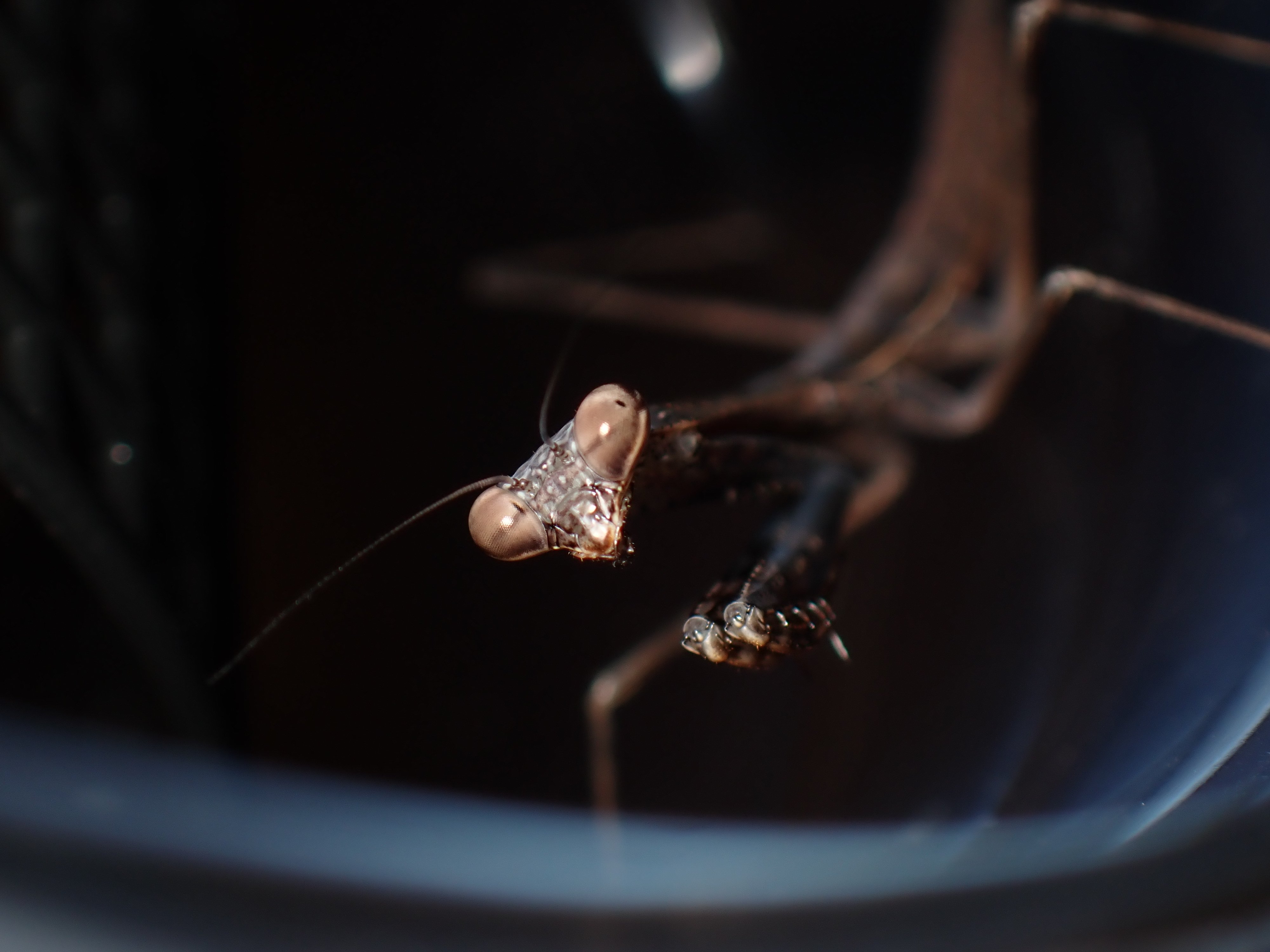 コカマキリ】 カマキリの標本づくり 〈⚠️閲覧注意〉｜アリさんニキ