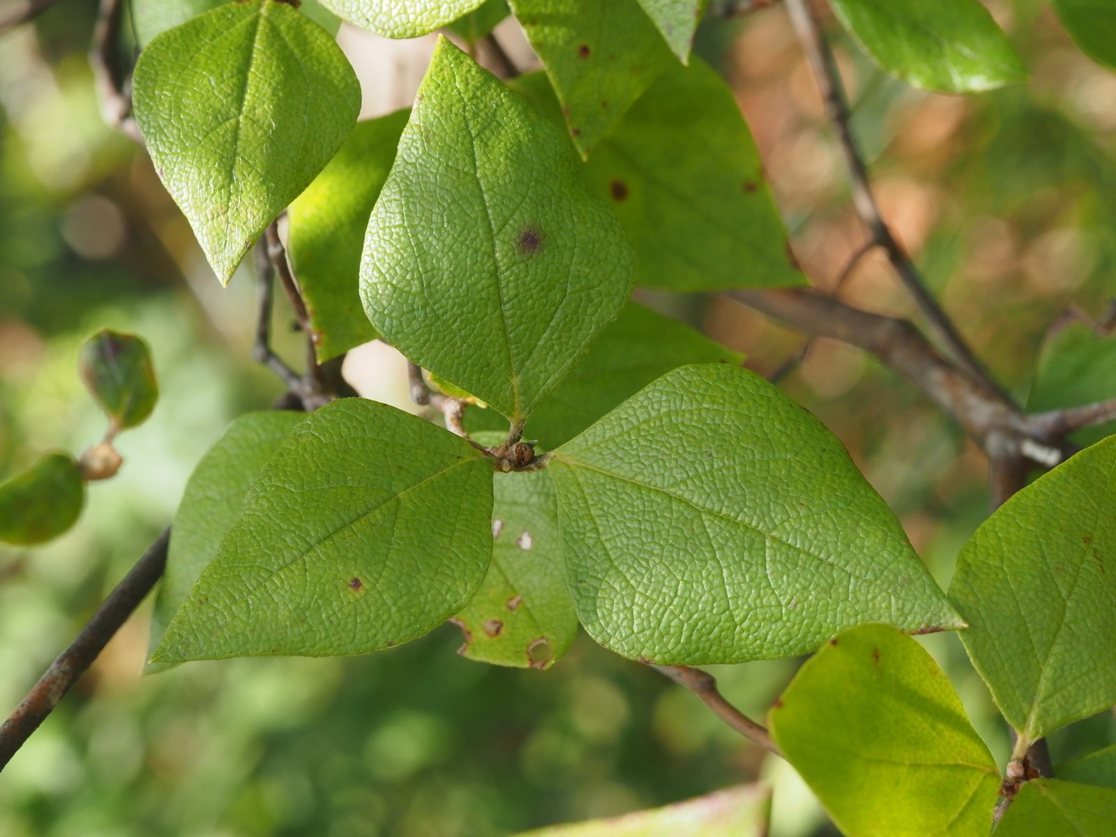 144．夏の我が家のコバノミツバツツジ｜sasayan
