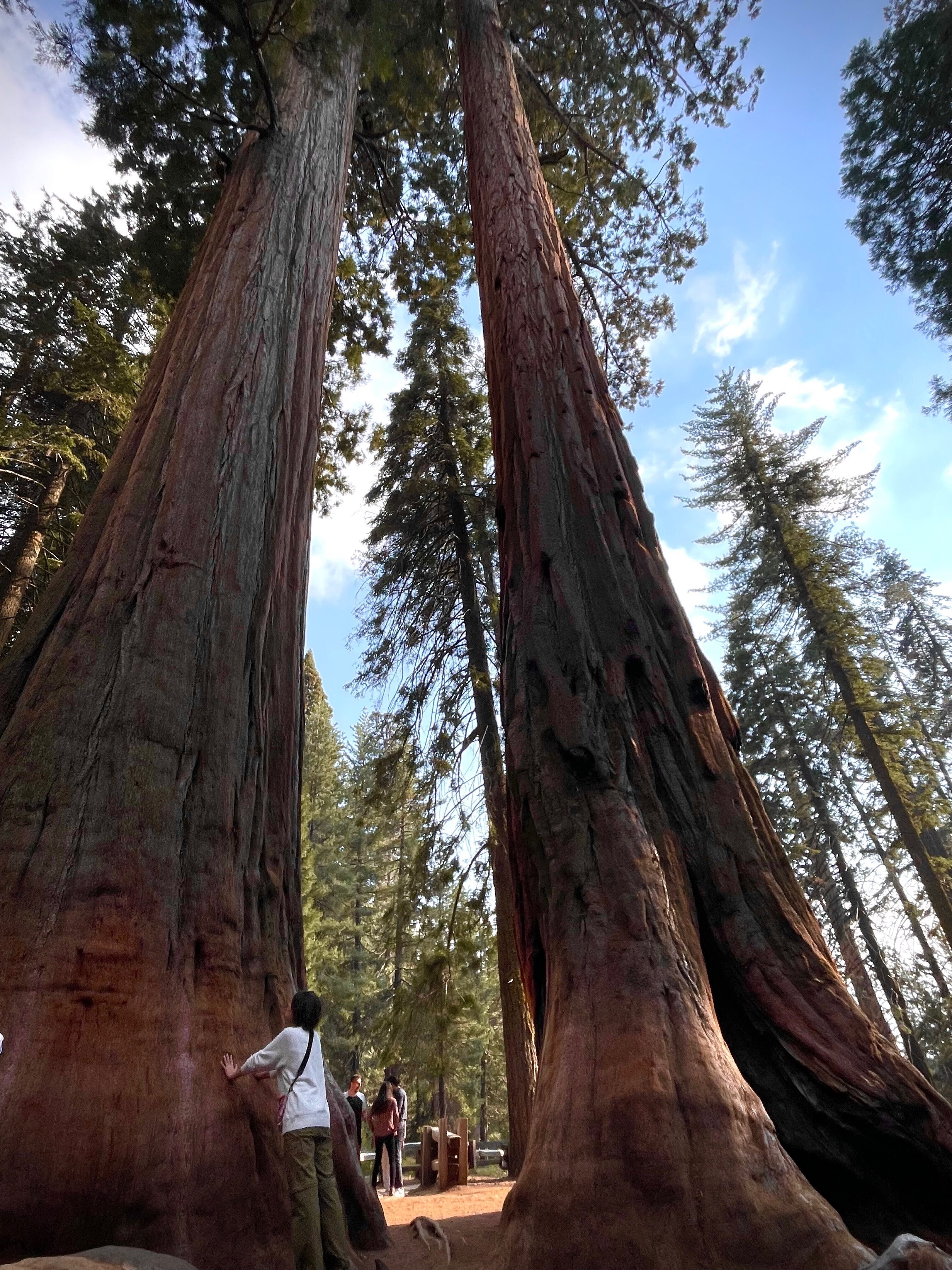 アメリカ国立公園巡り】 カリフォルニア州、セコイア国立公園 | 樹齢