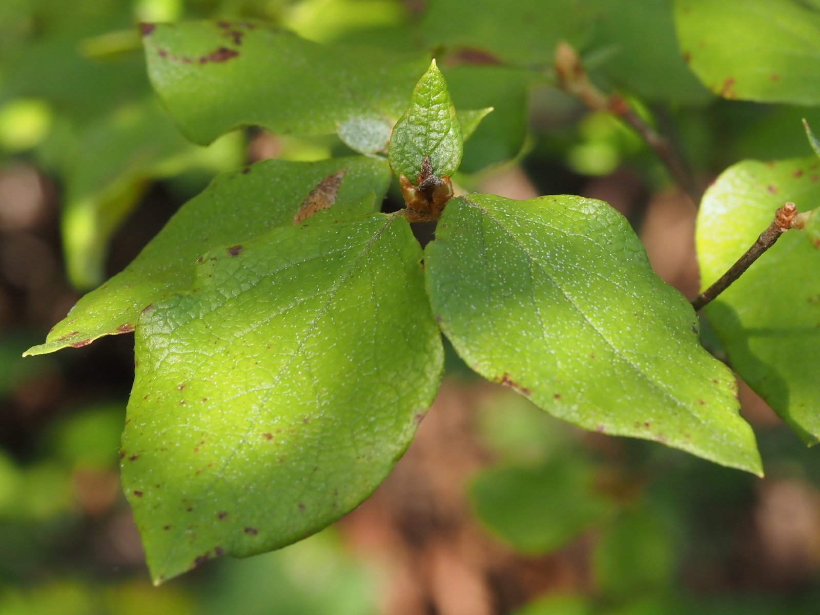 144．夏の我が家のコバノミツバツツジ｜sasayan