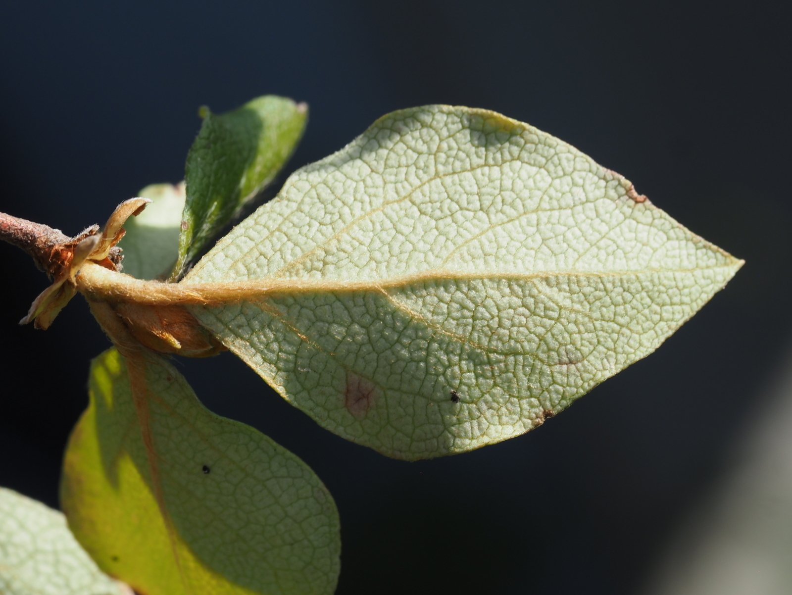 144．夏の我が家のコバノミツバツツジ｜sasayan