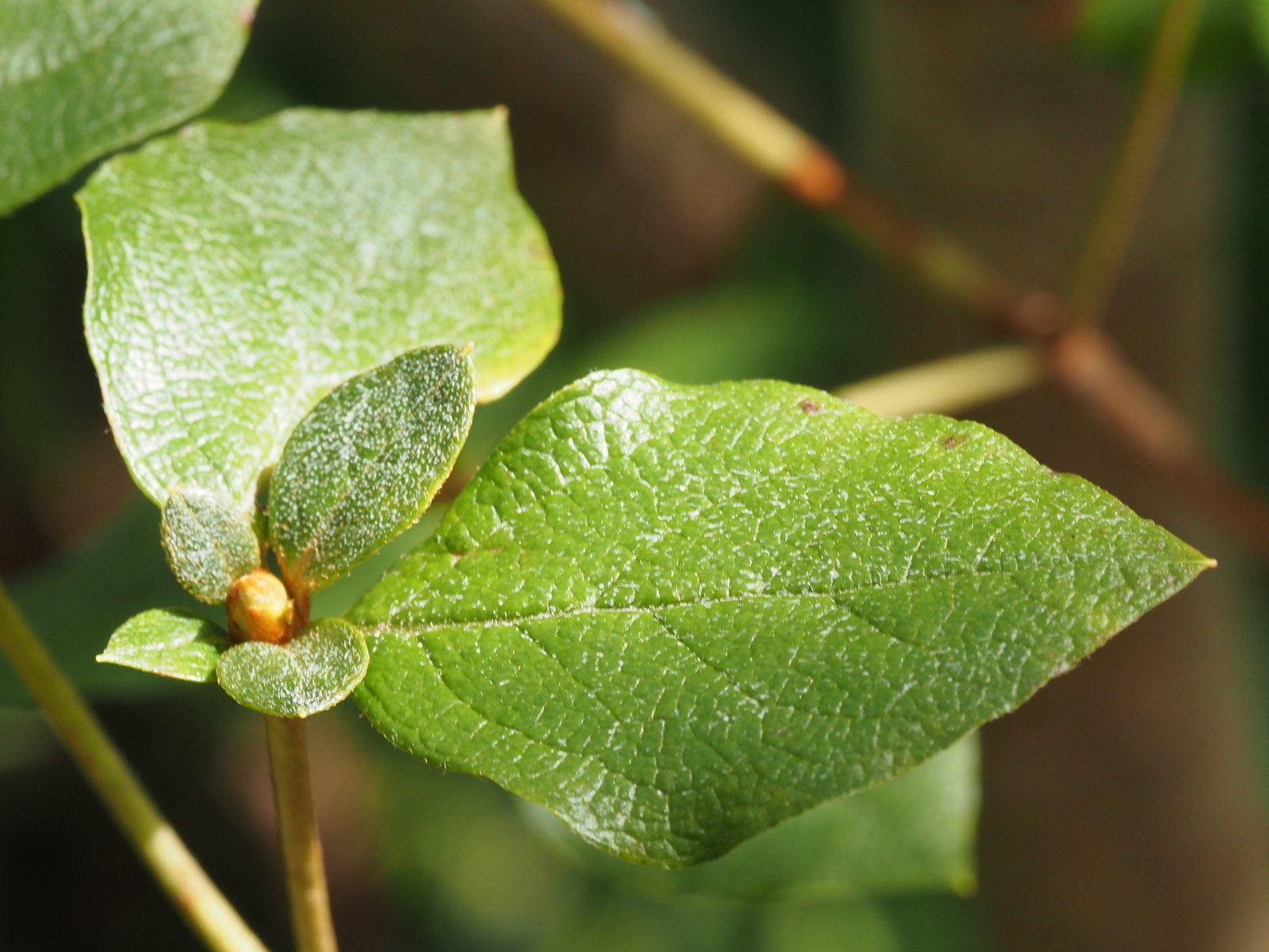 144．夏の我が家のコバノミツバツツジ｜sasayan