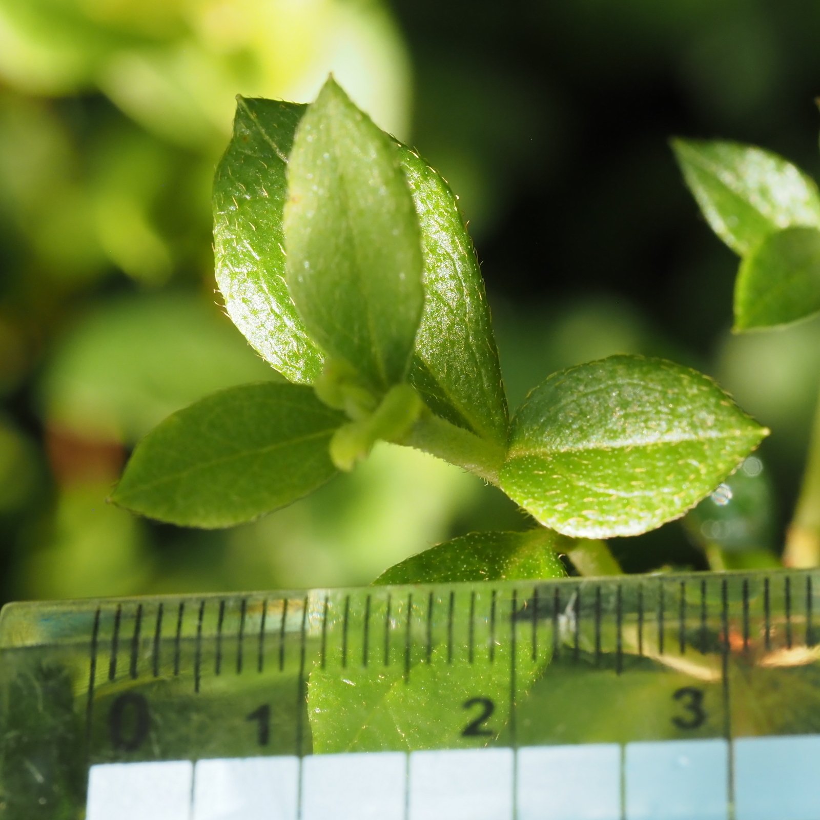 144．夏の我が家のコバノミツバツツジ｜sasayan