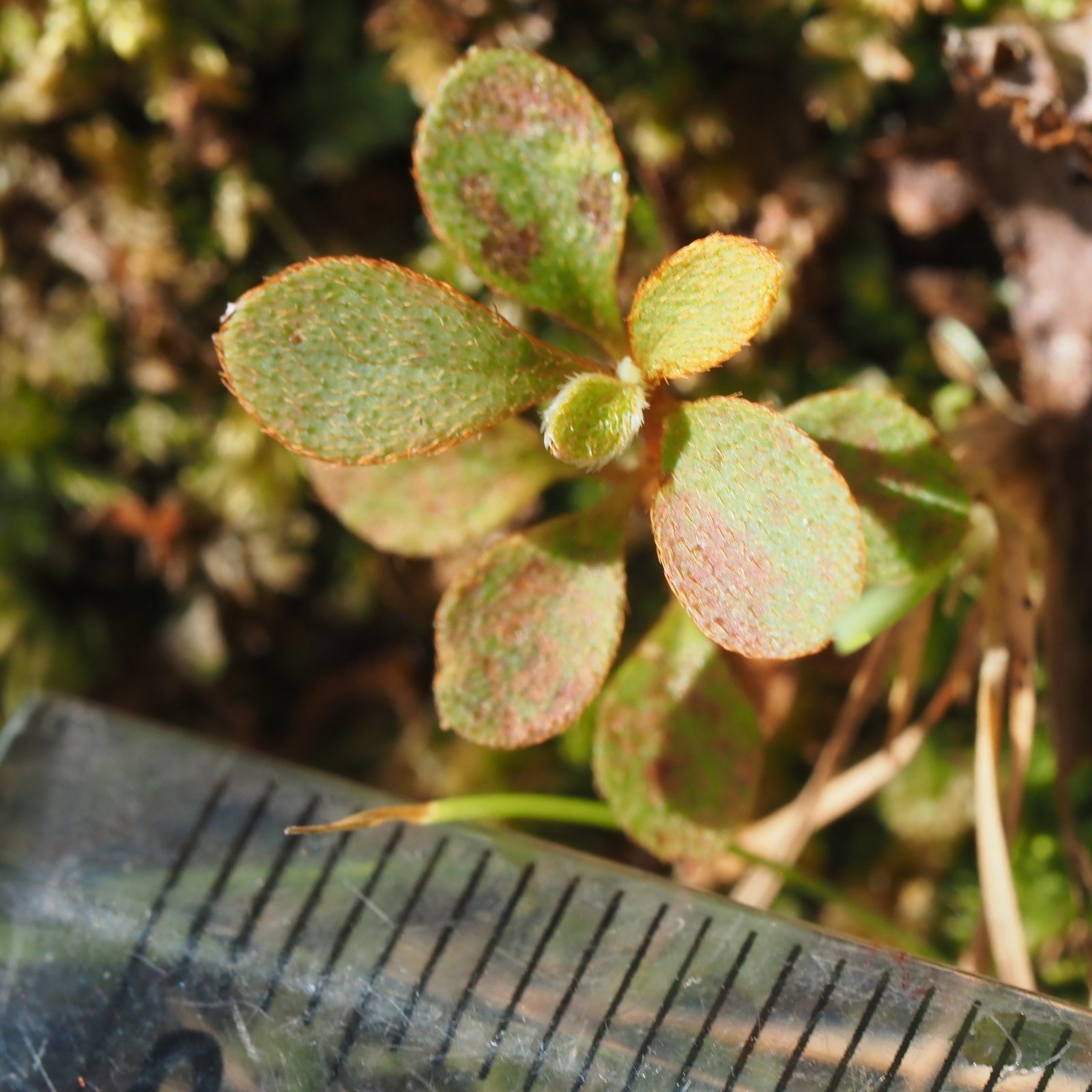 144．夏の我が家のコバノミツバツツジ｜sasayan