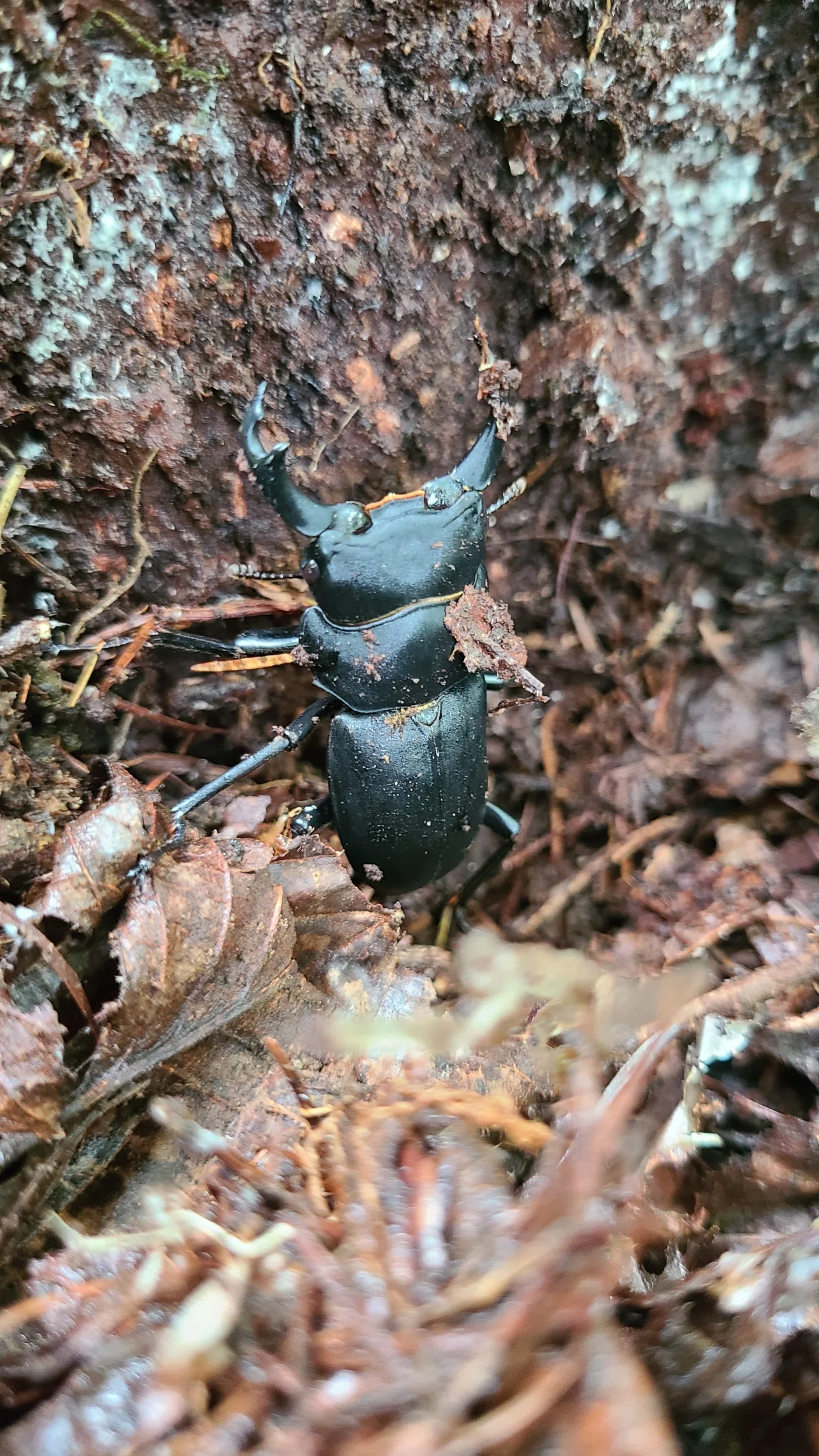 山梨県 ヒメオオクワガタ採集｜キヨタミ