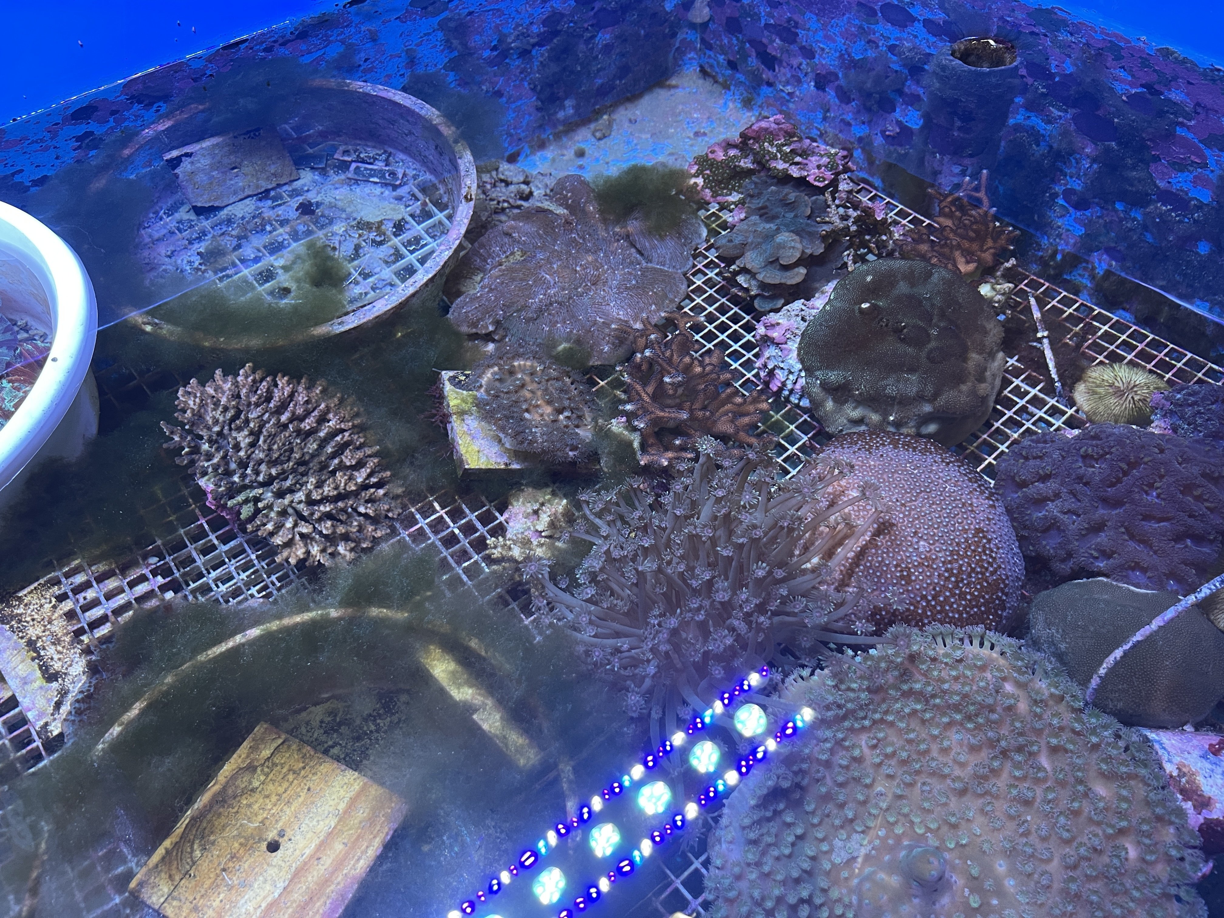 サンゴ遠征 vol.4｜憧れの黒潮生物研究所に行ってきた！｜asahi / 朝陽